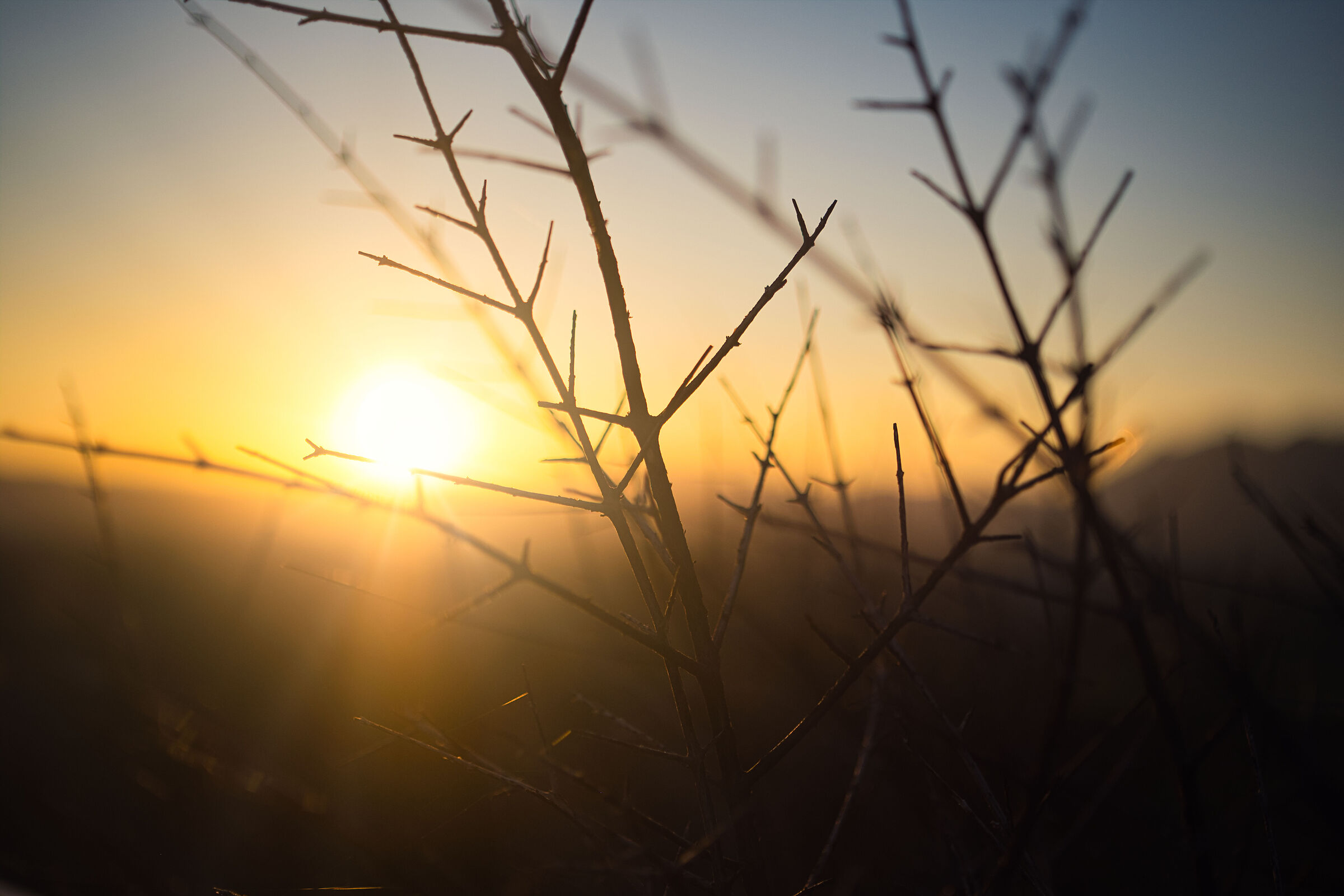 Il sole oltre le spine