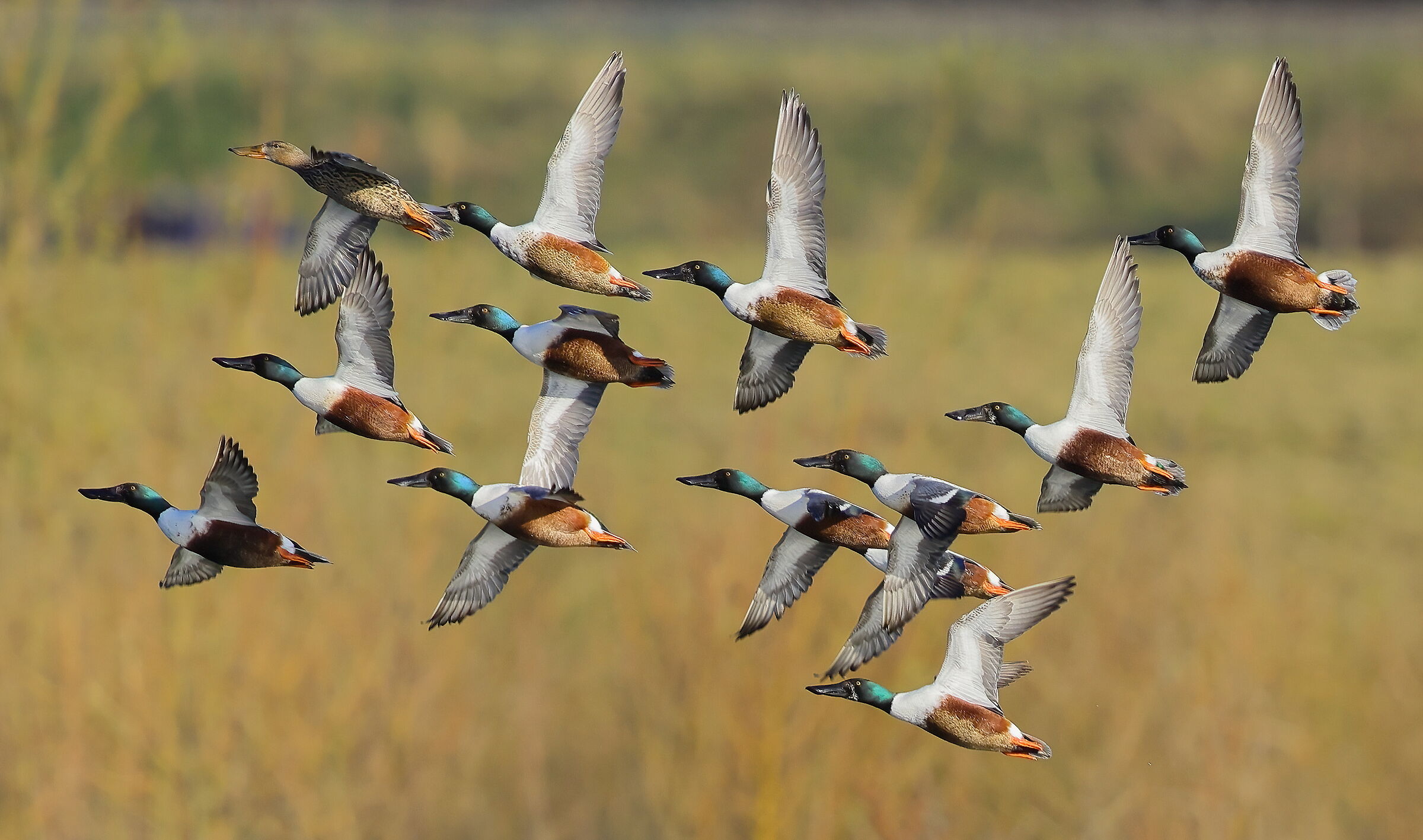 a much desired female!