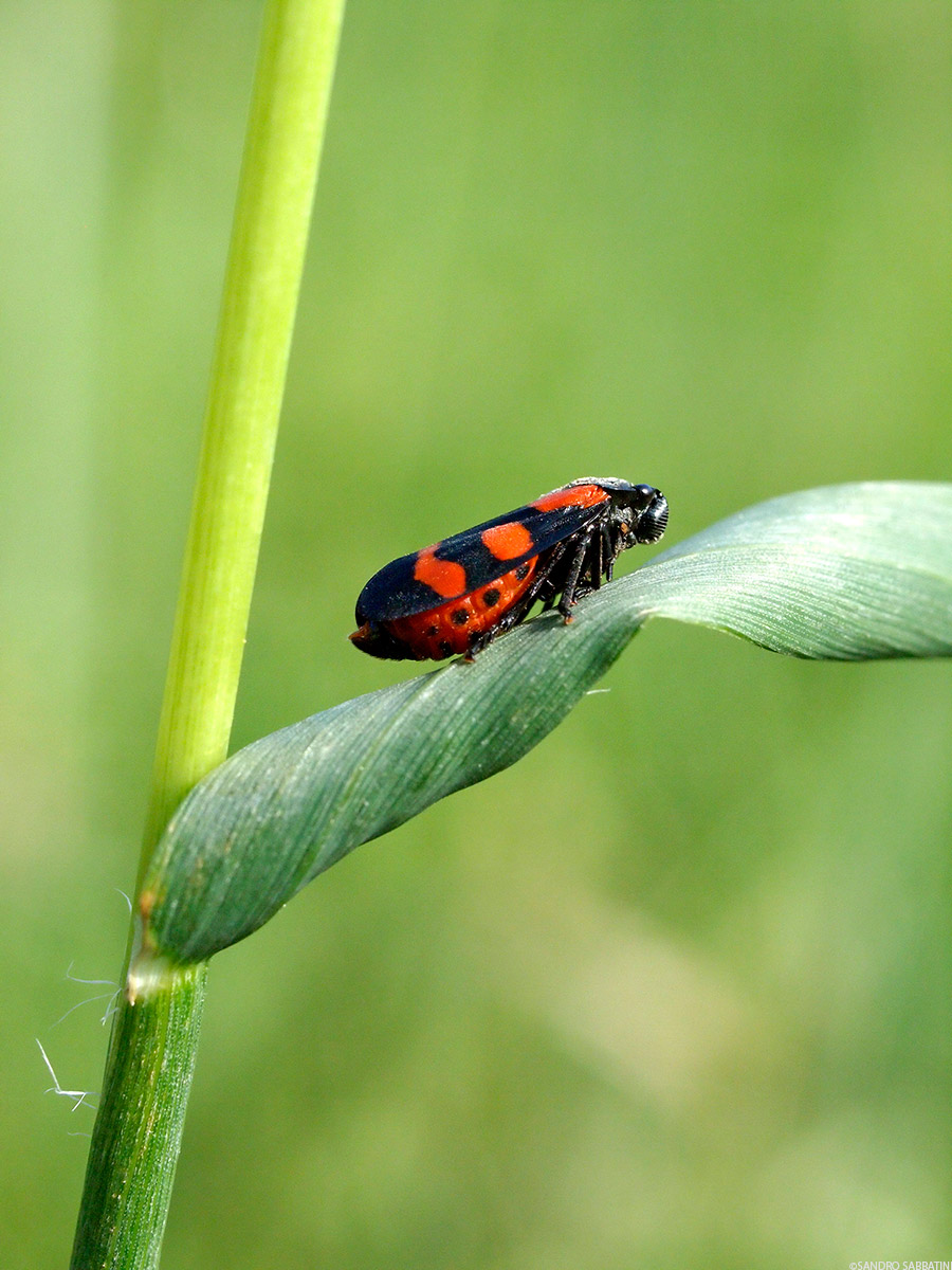 insetto rosso nero