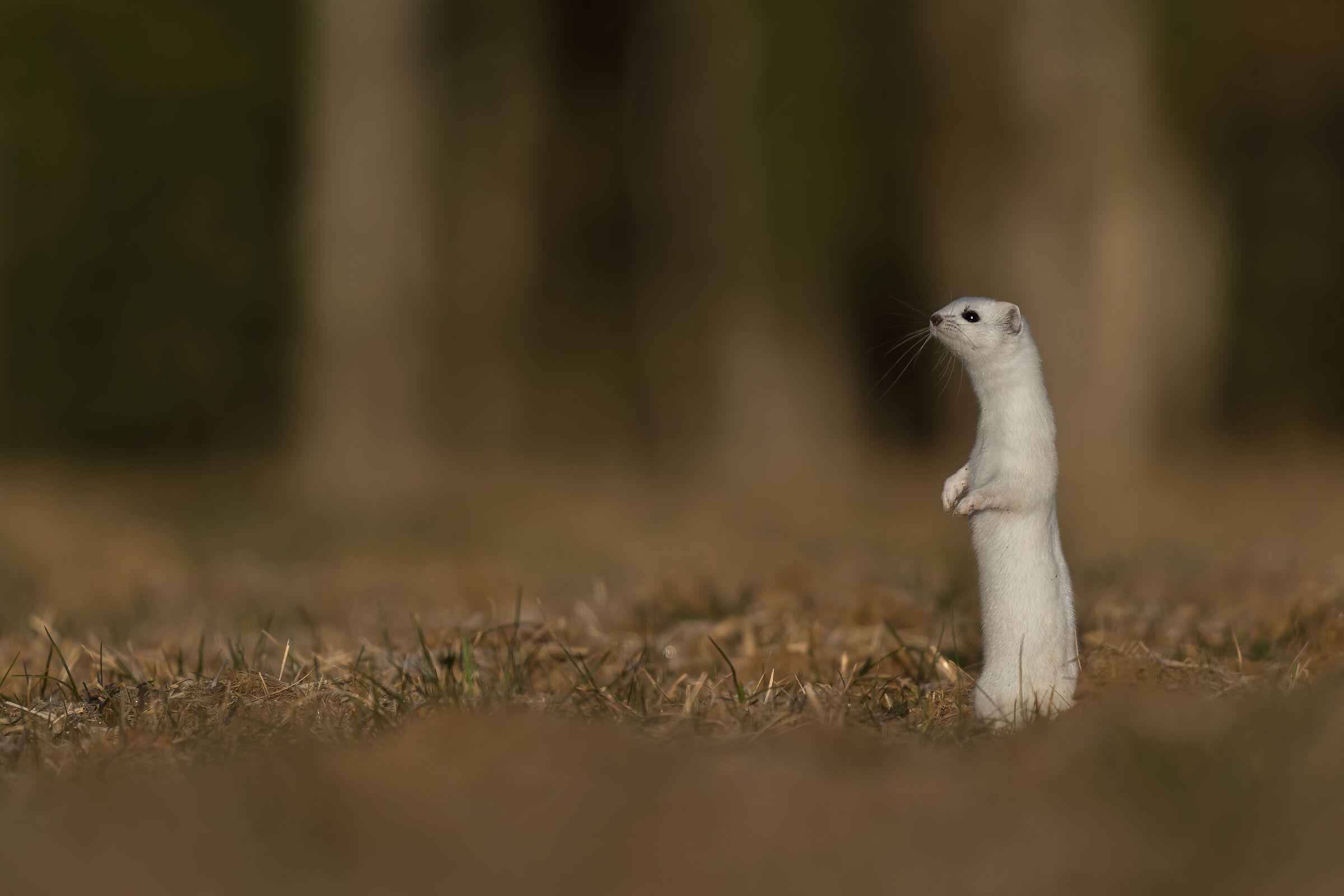 Ermellino alle prime luci