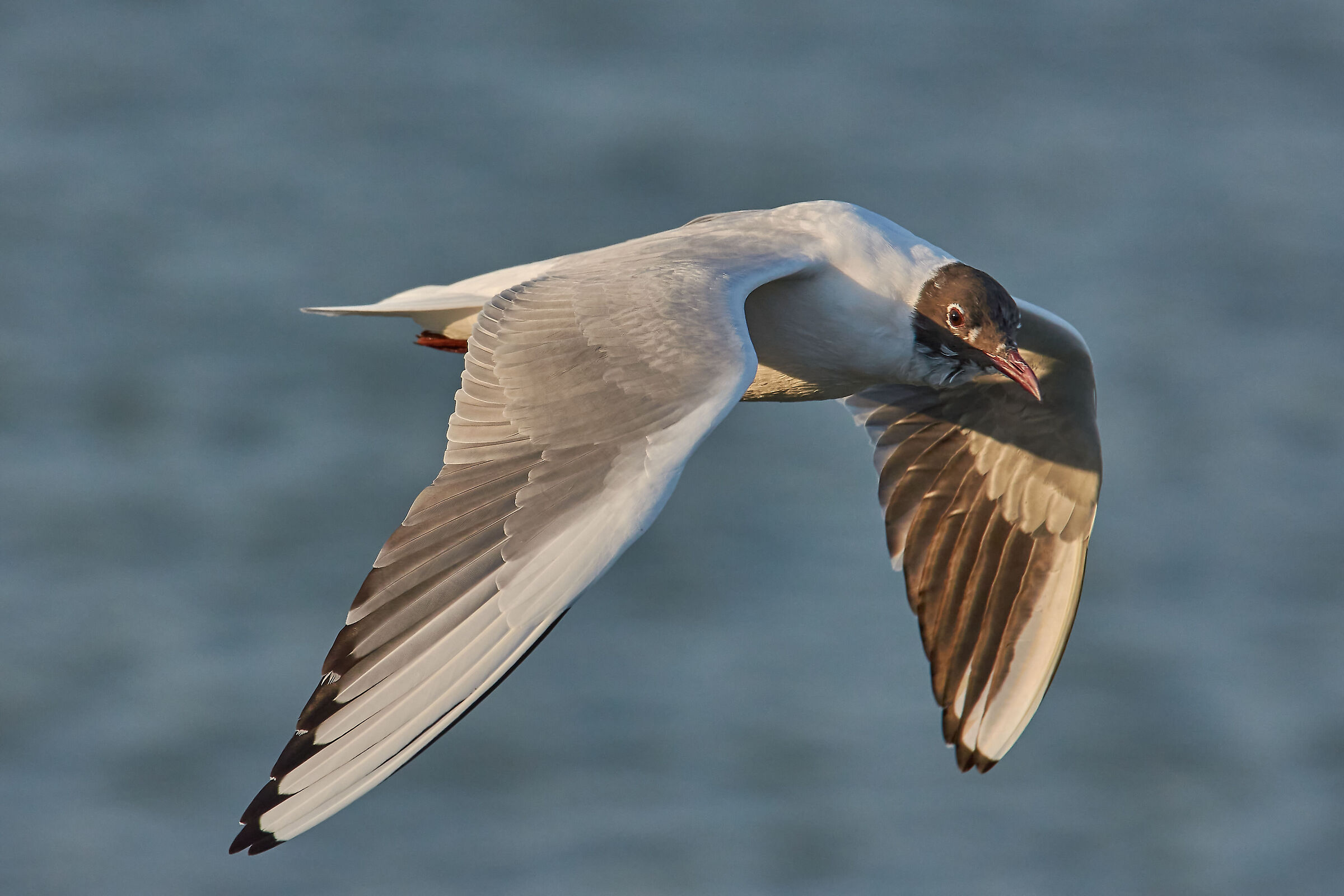 Sunsets with a satin flight