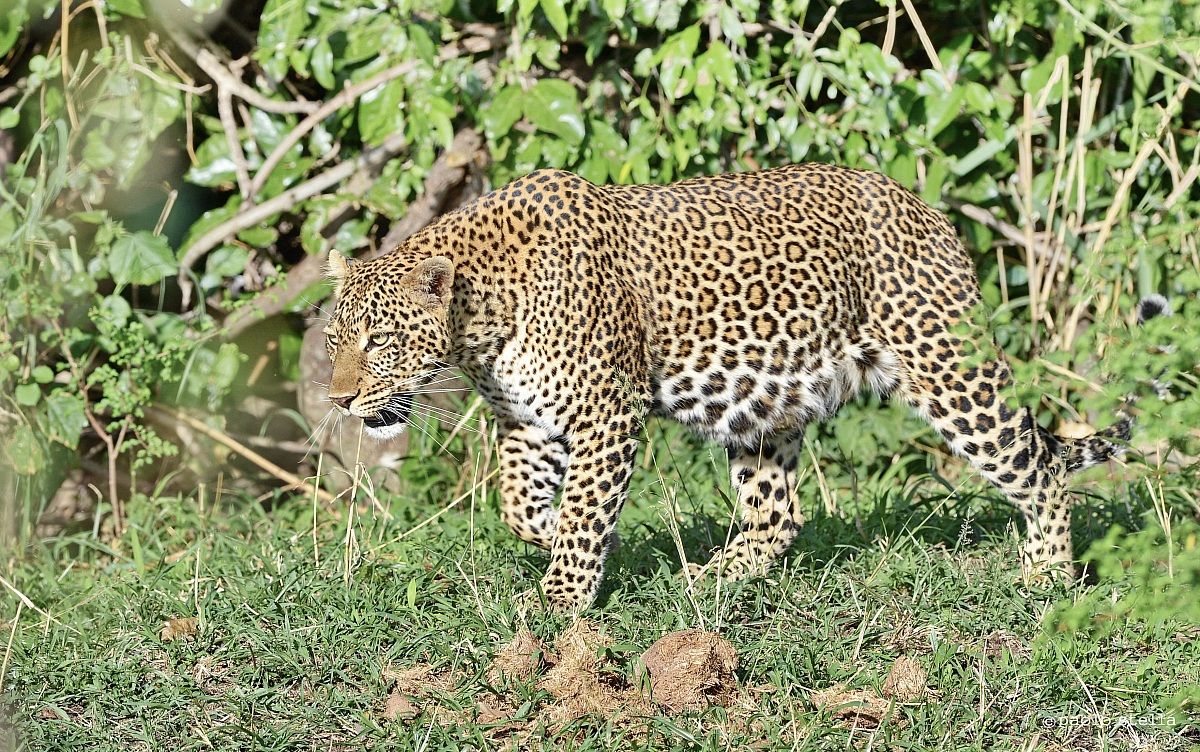 gattona.....dopo il pasto...