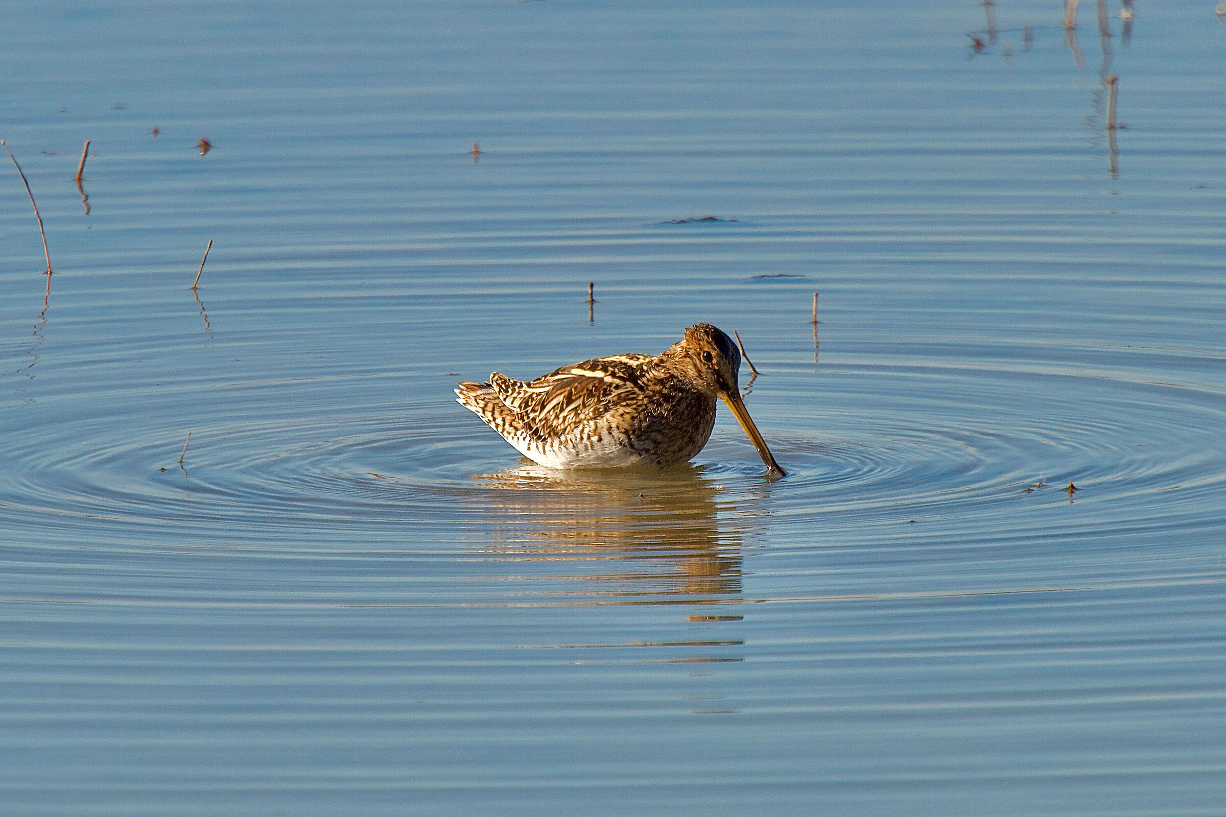 Snipe (Gallinago Gallinago)