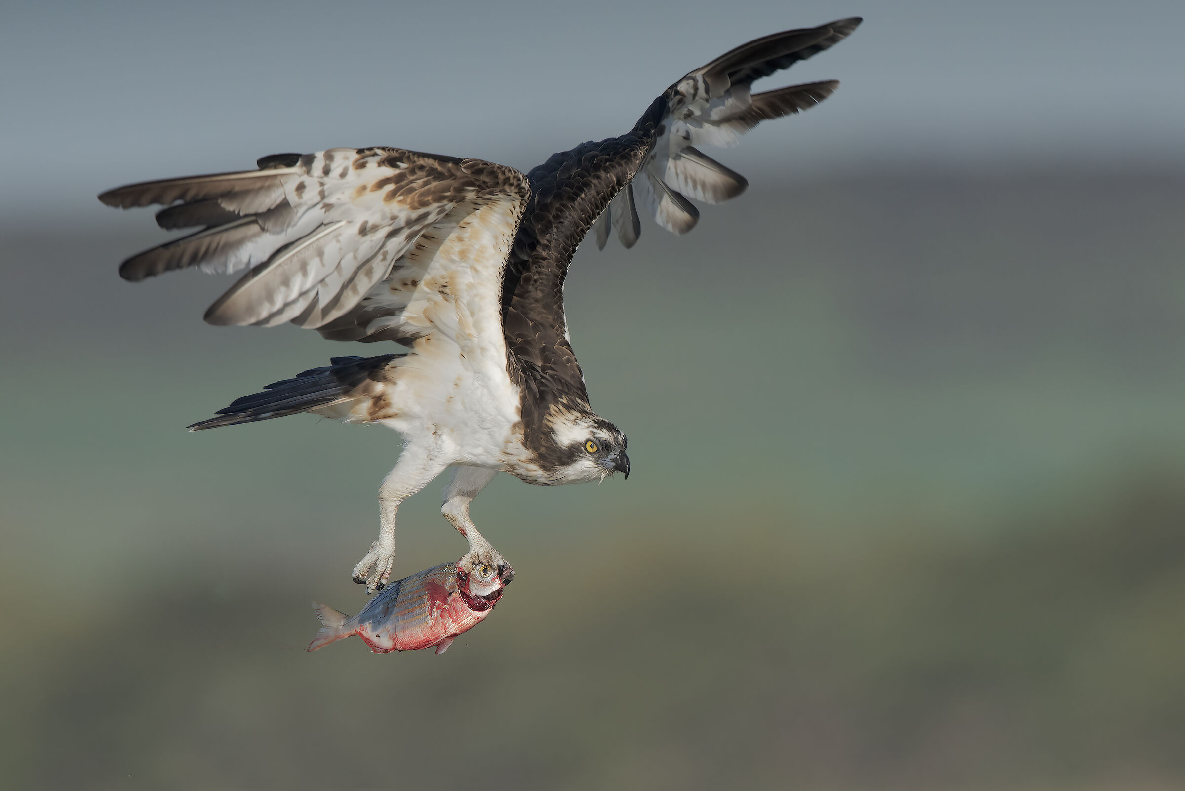il pescatore e la salpa