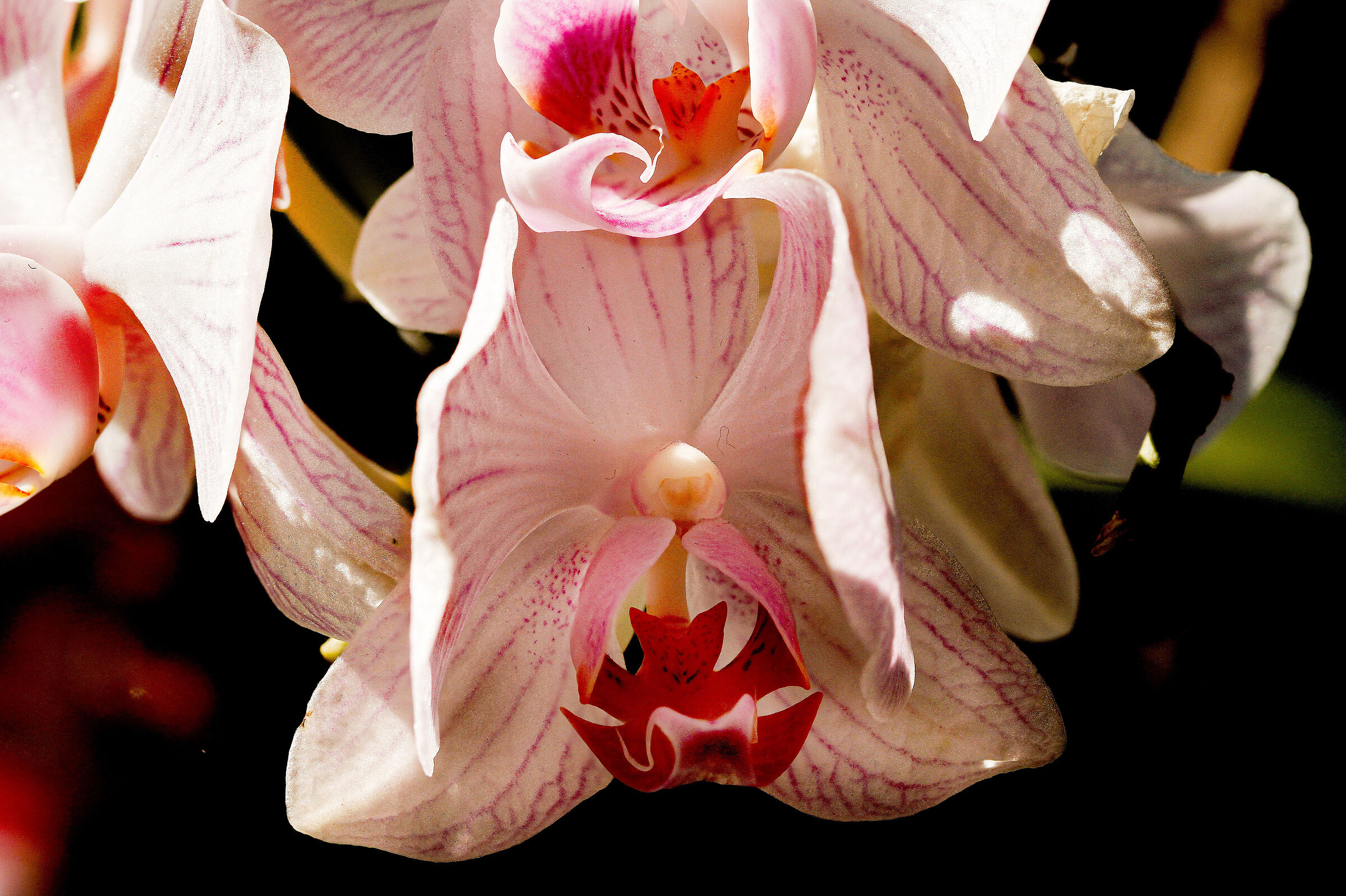 prove con helicom focus