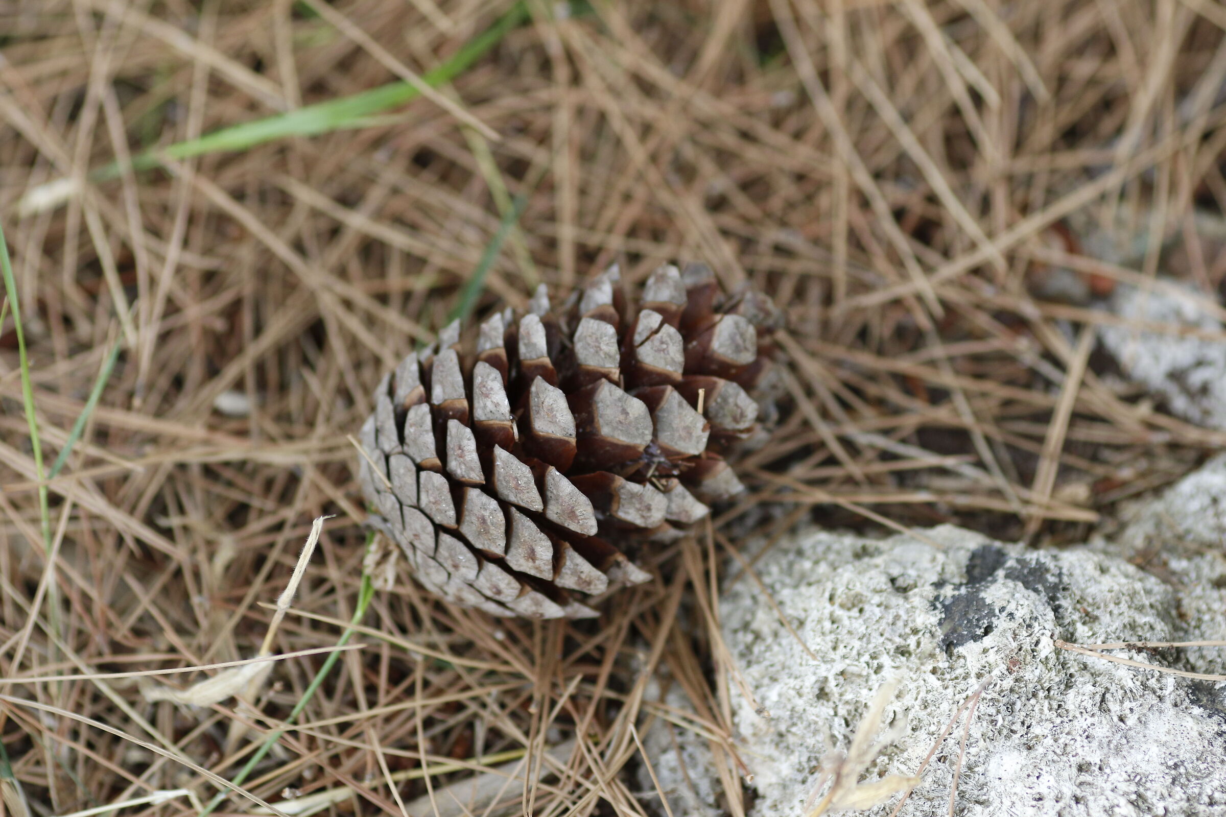 Canon 7D II- 135 F.2 L USM