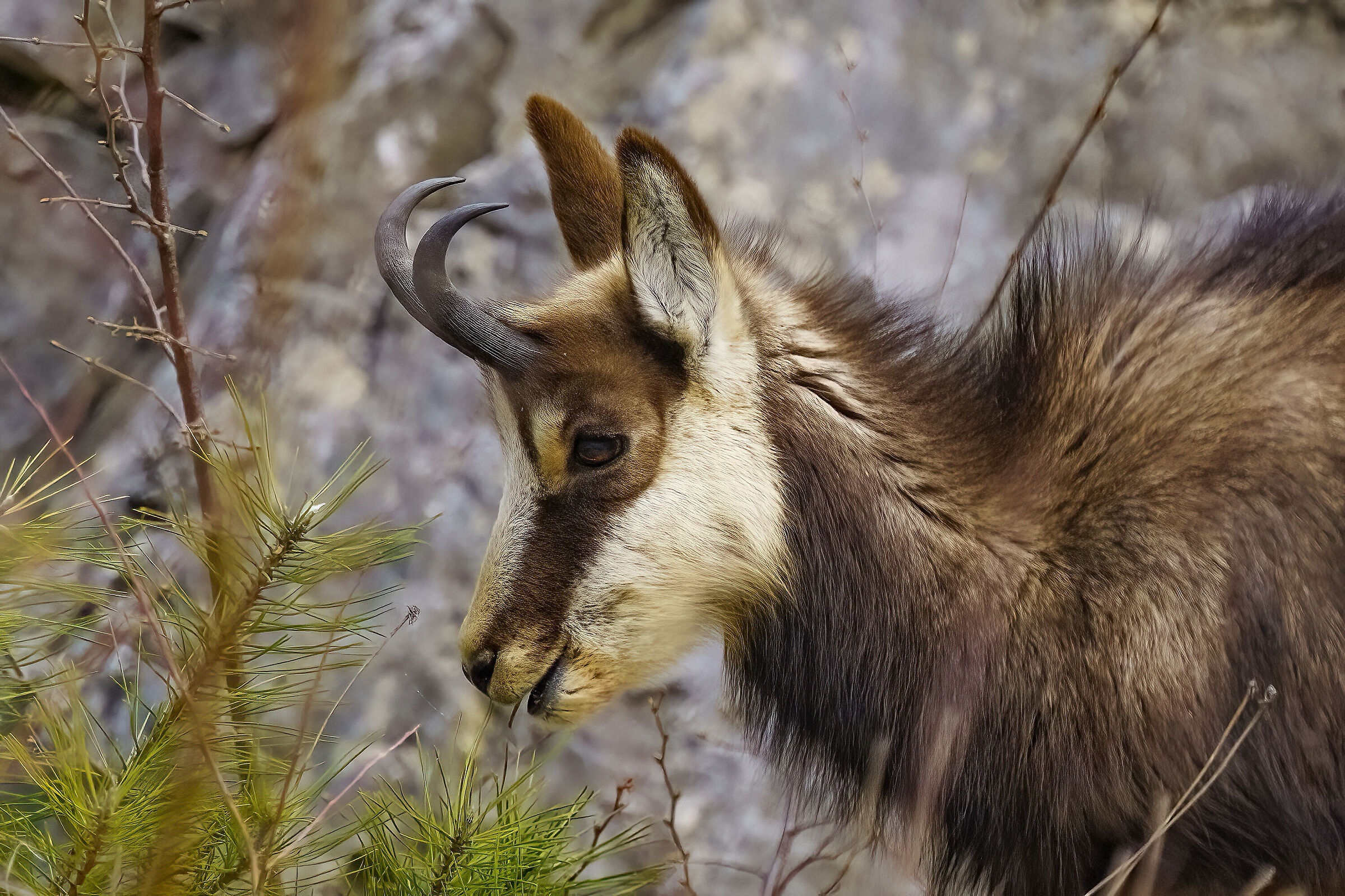 Always him, the young chamois
