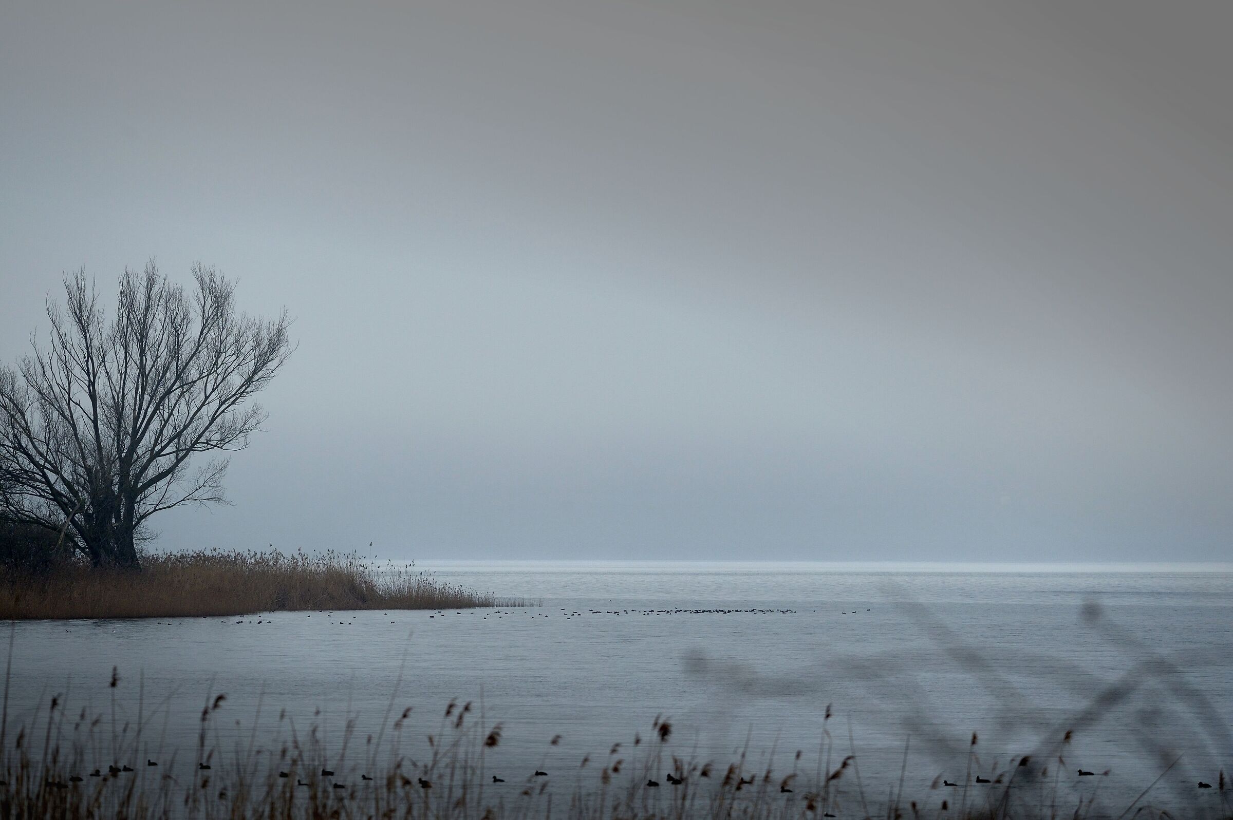 Fog on the lake
