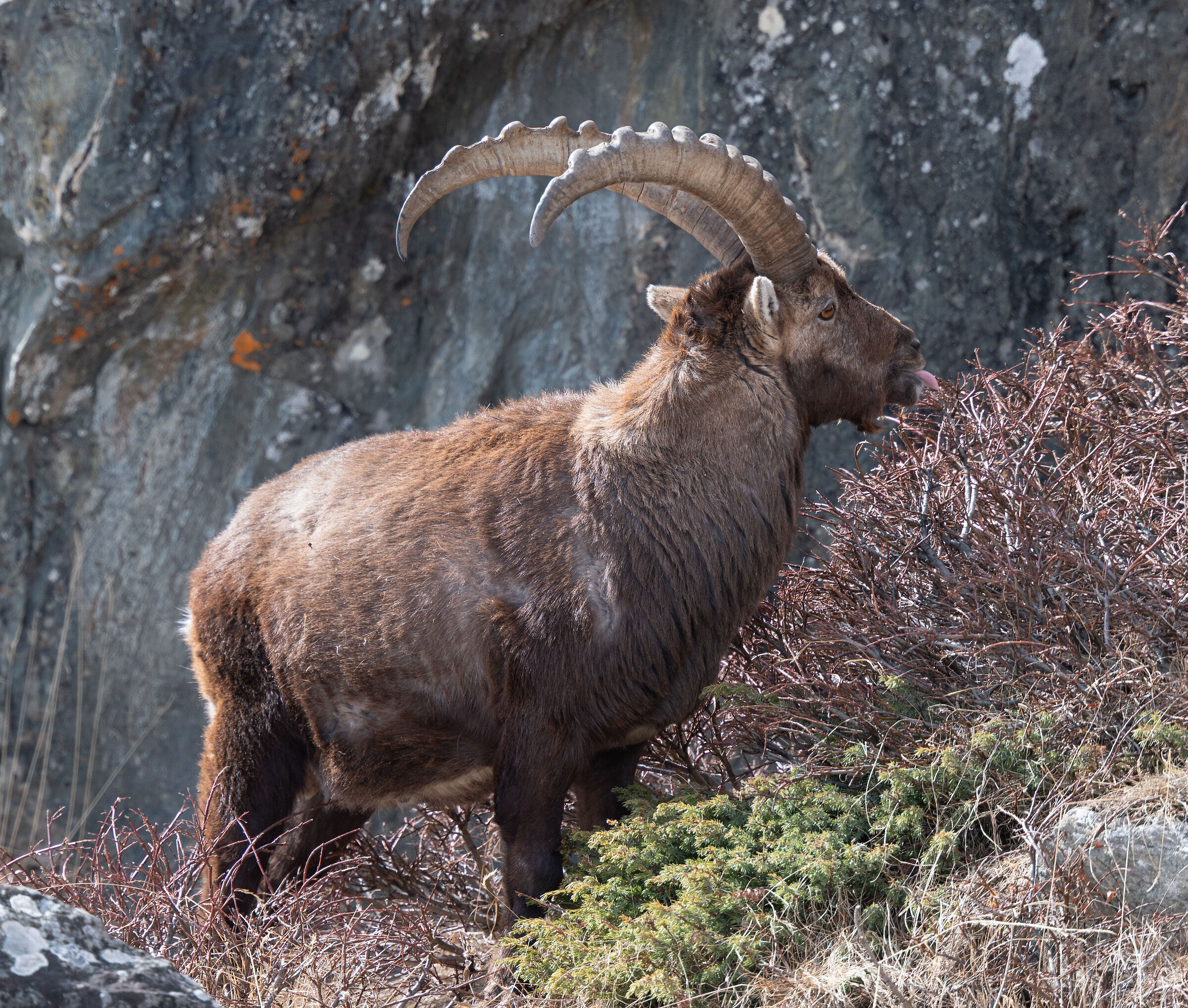 towards the victorious saddle 1