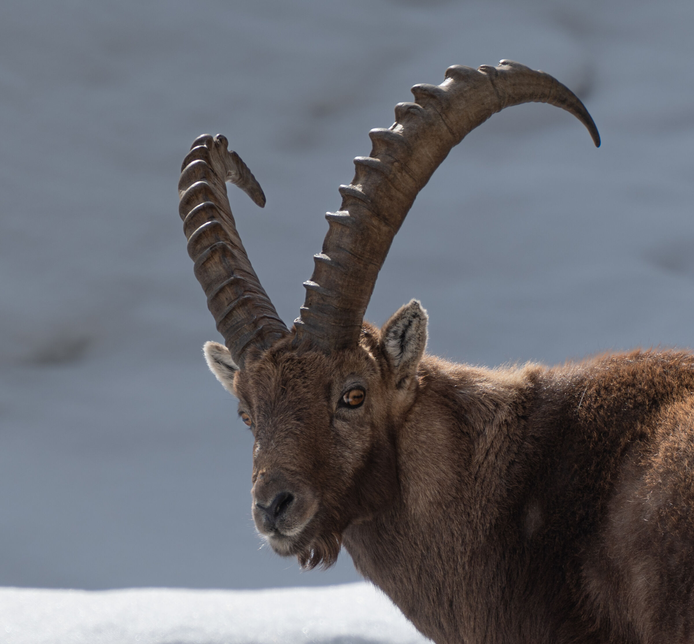 towards the victorious saddle 2