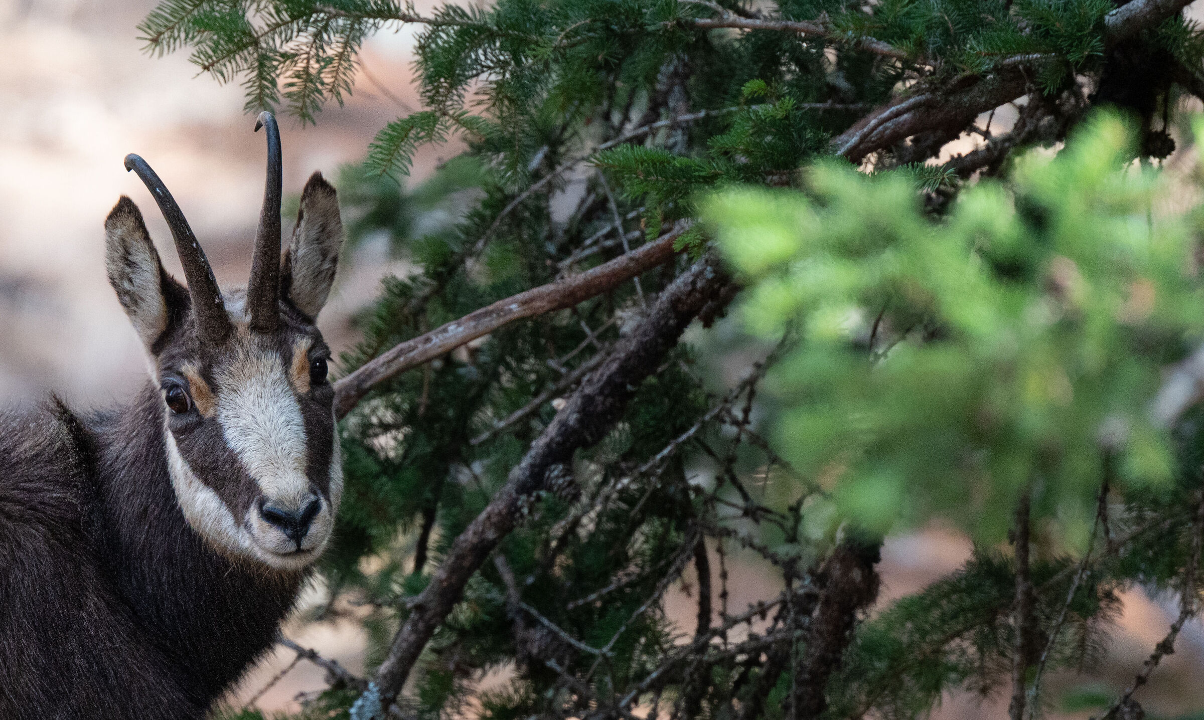 towards the victorious saddle 3