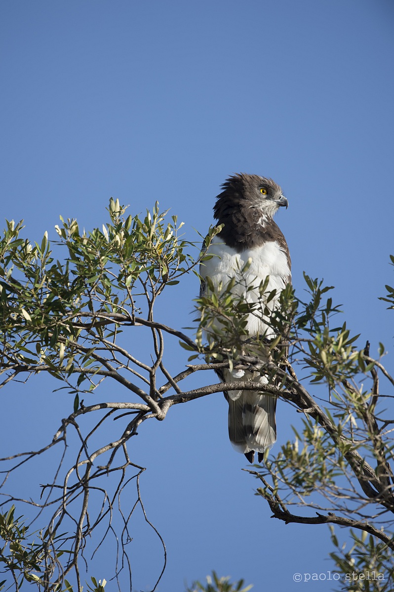Black-chested snake-eagle