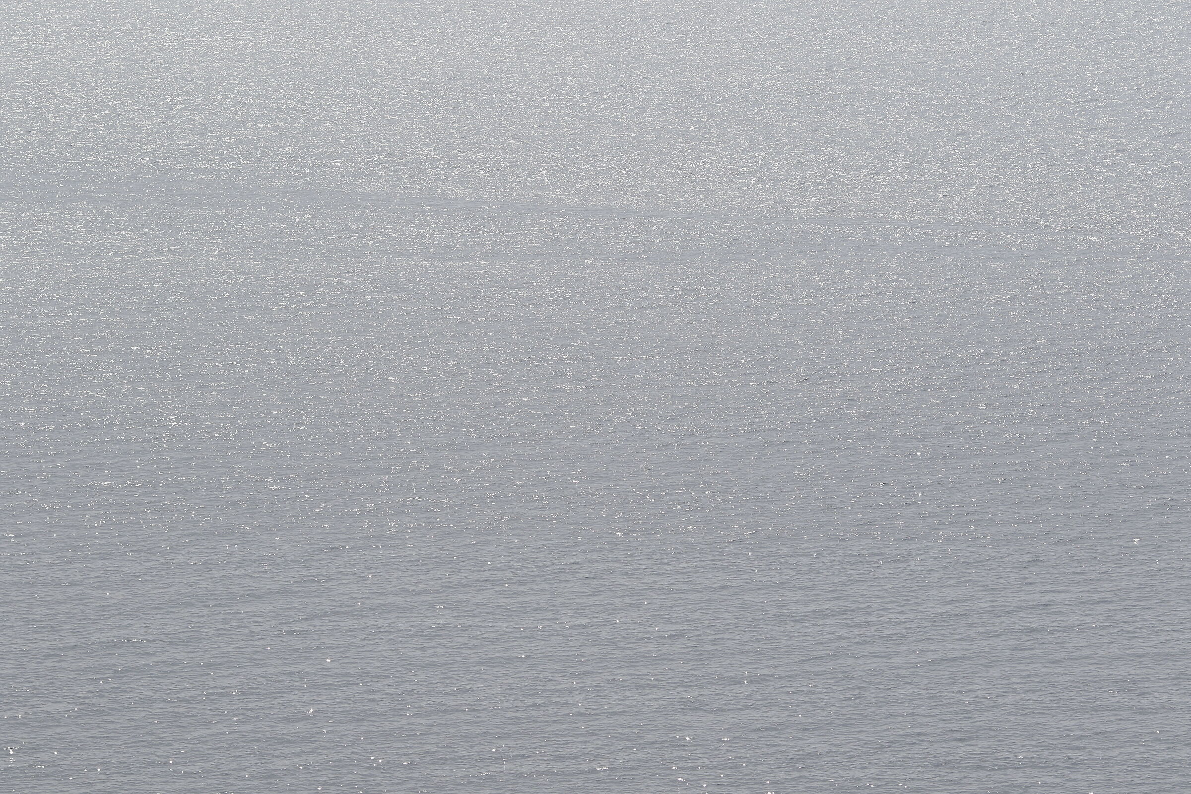 Canon 7D II- 135 F.2 L USM