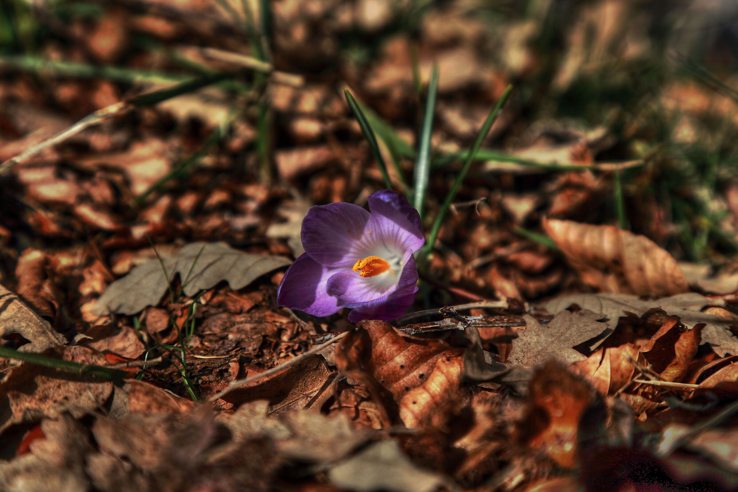 Crocus in spring
