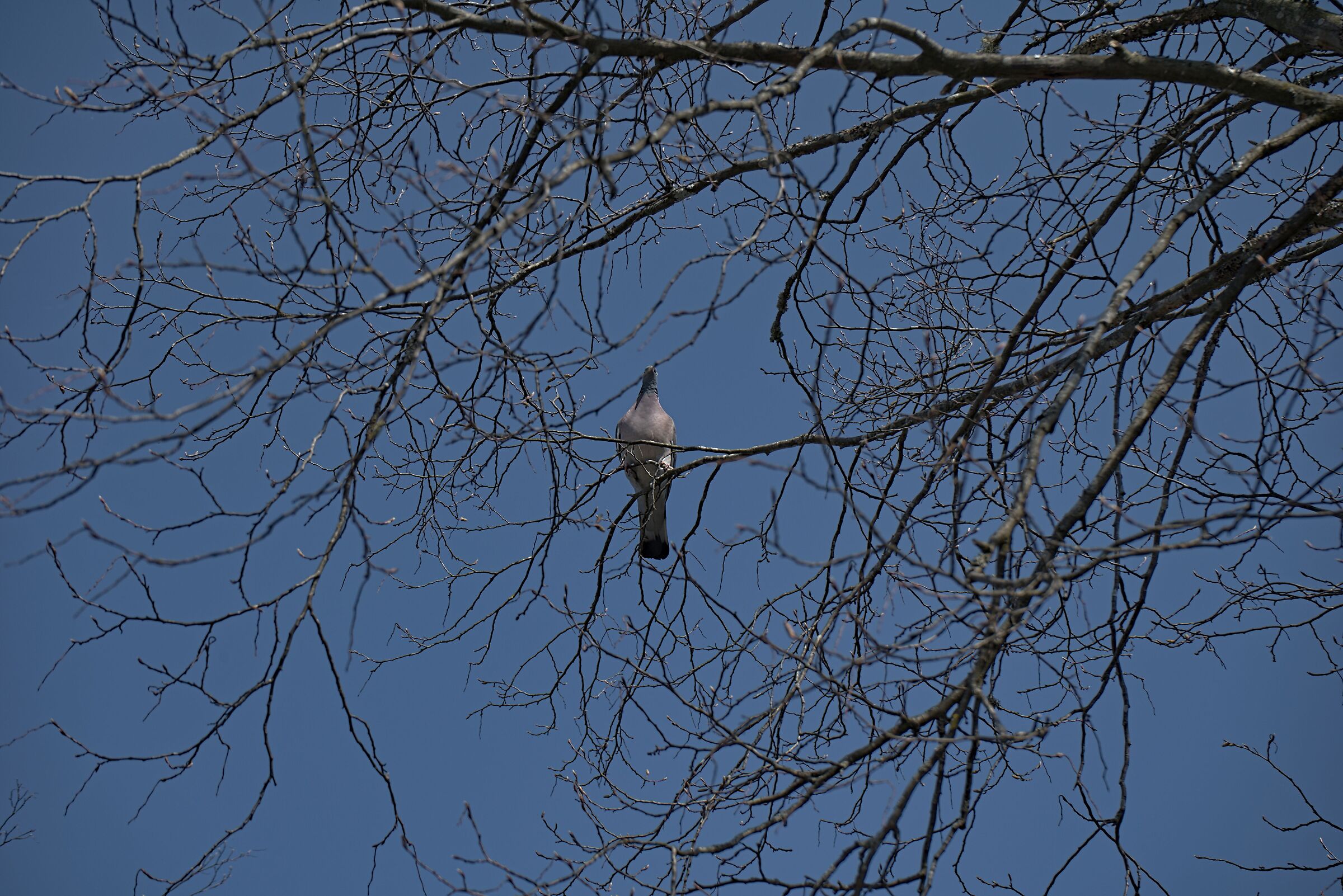 Turtle dove