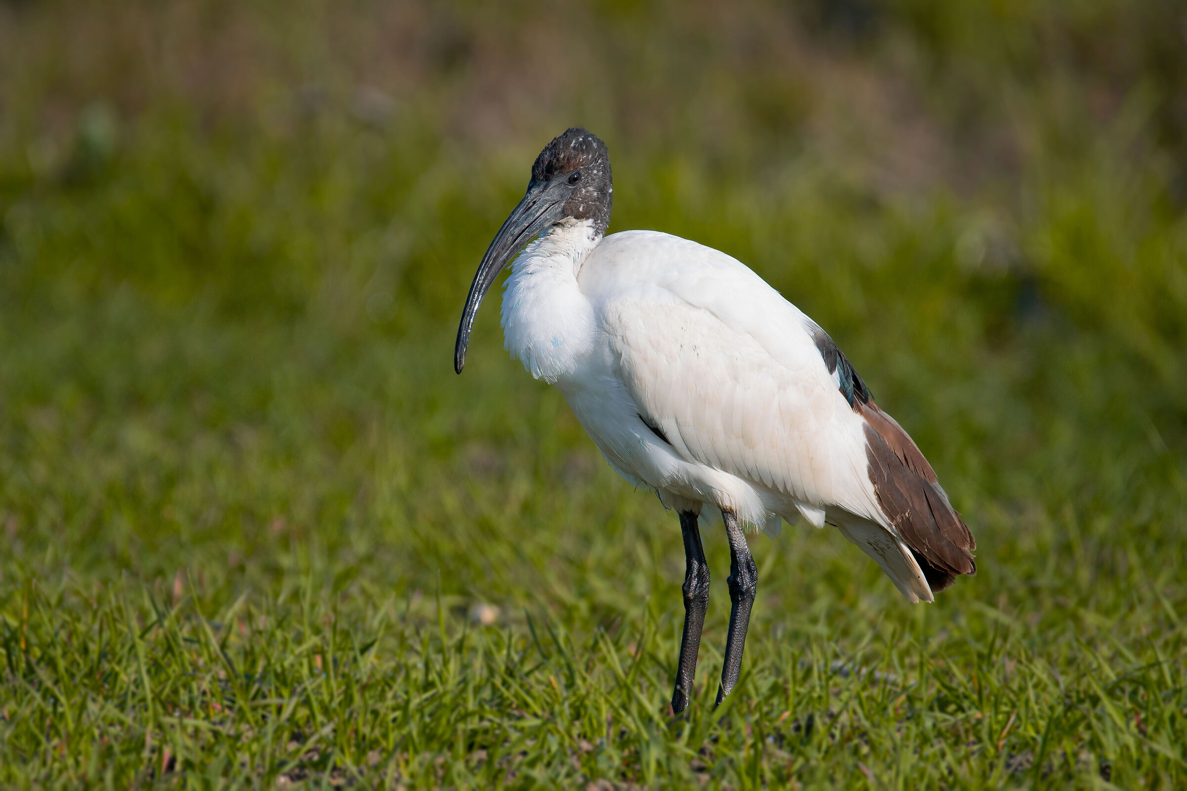 Ibis Sacro
