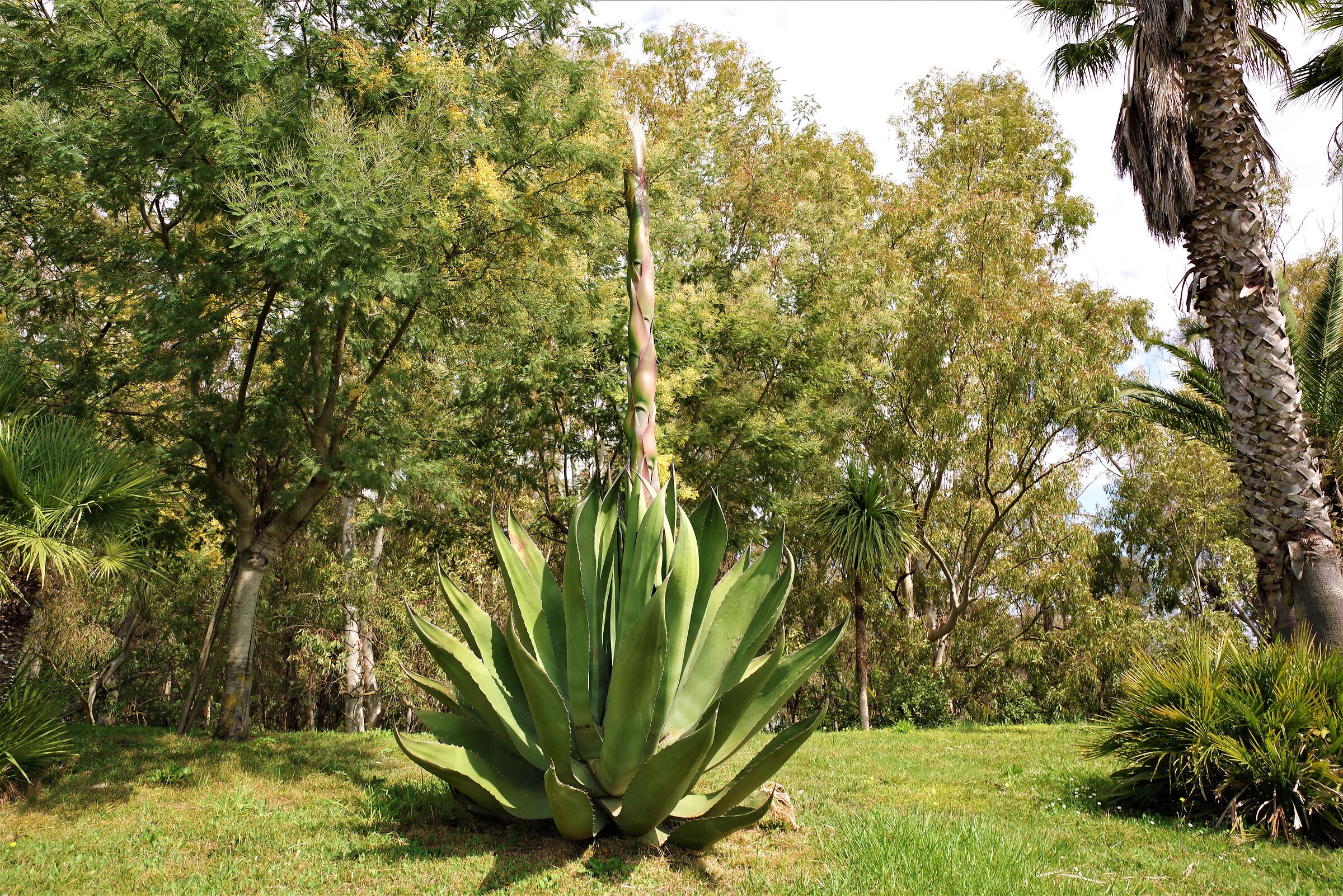 Agave blooming