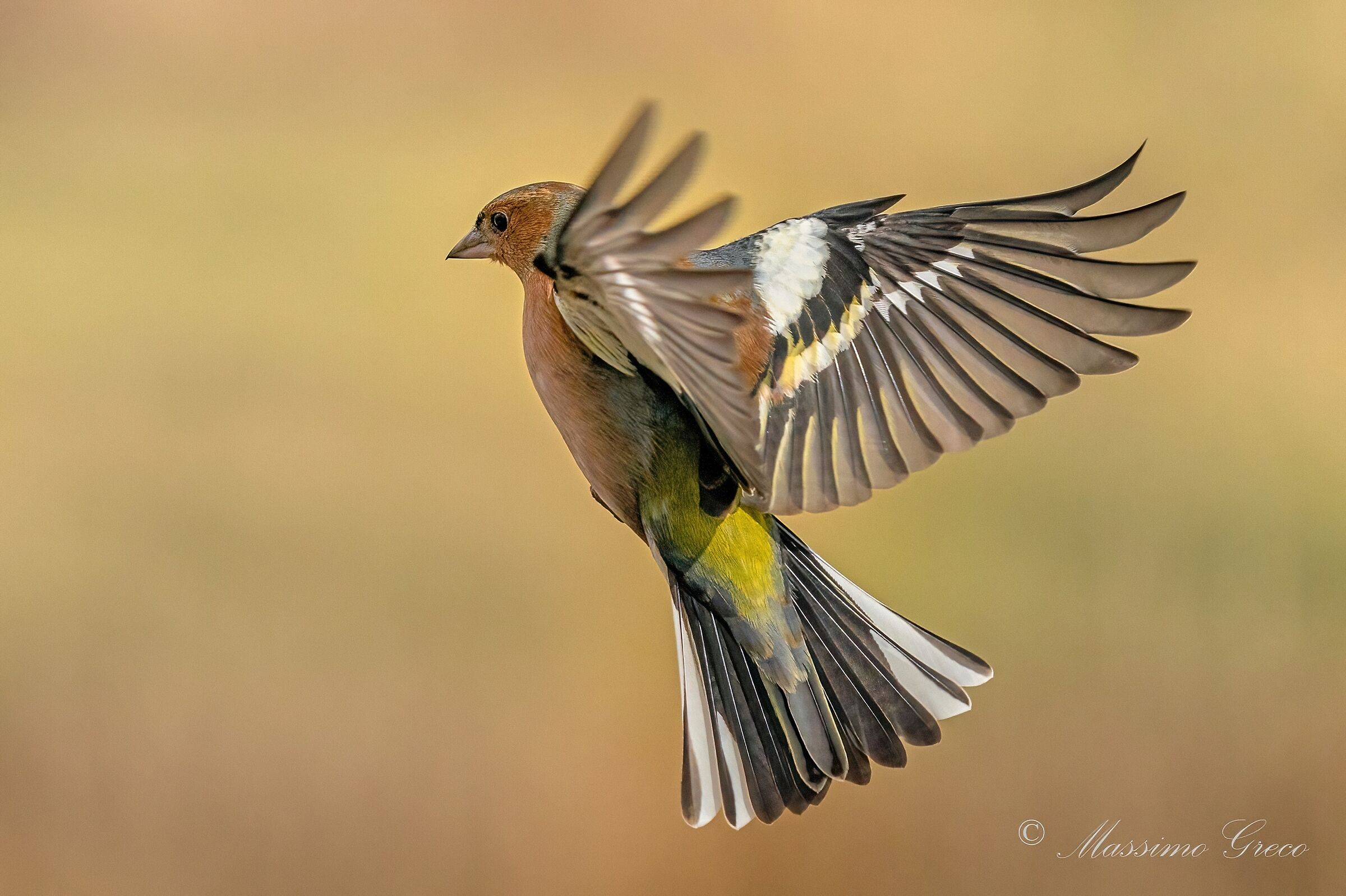 Chaffinch (Fringilla coelebs)