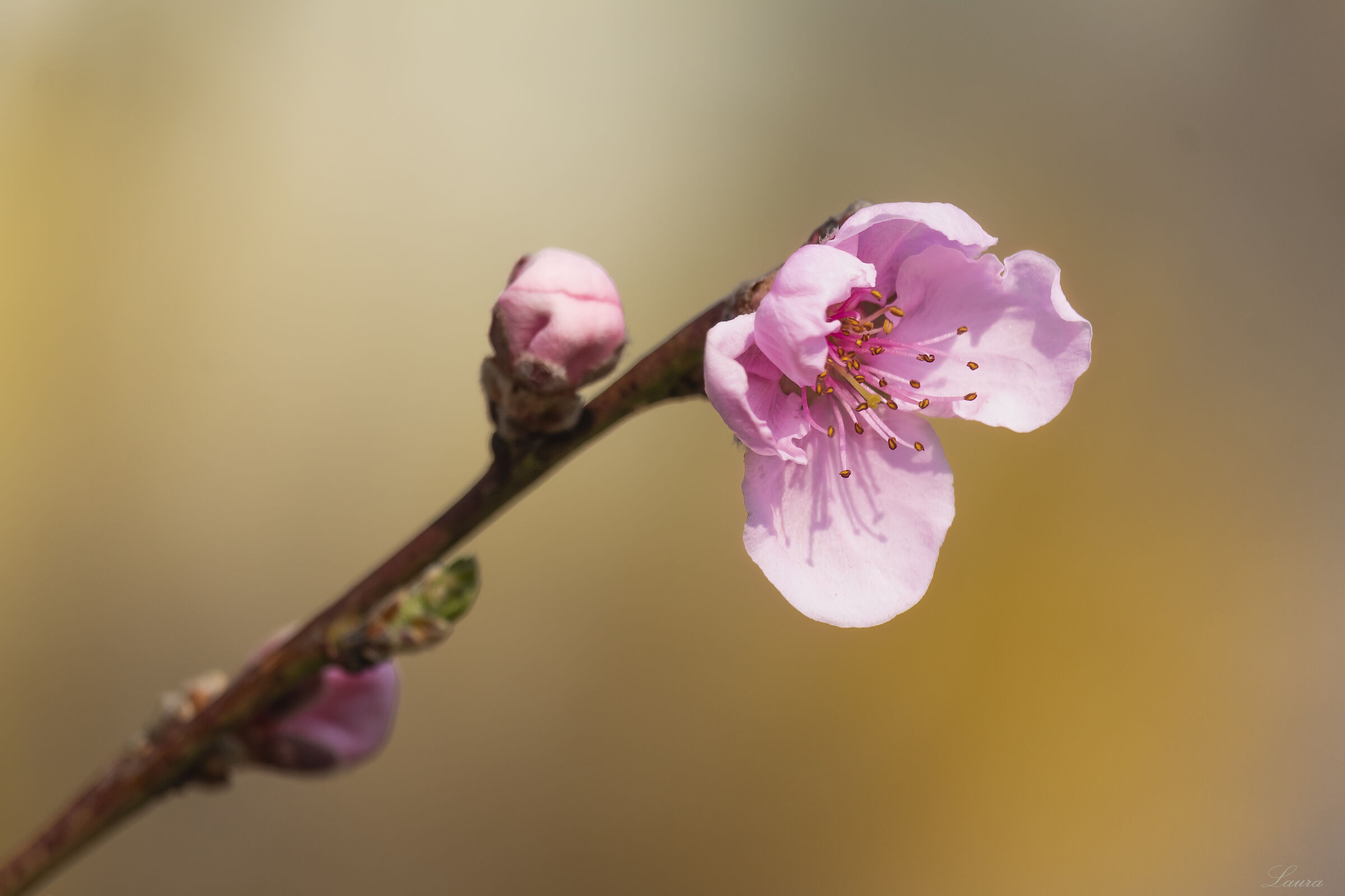 Peach blossoms