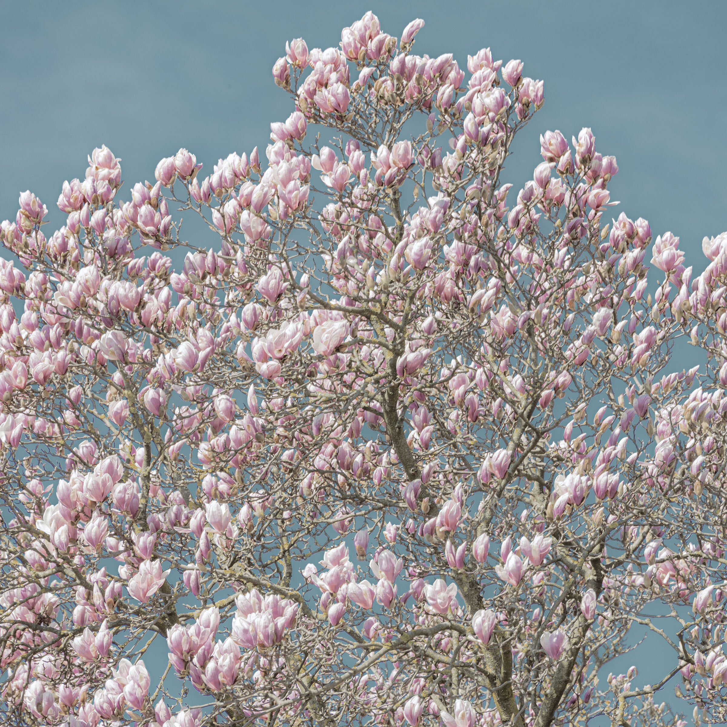 Primavera Impressioni