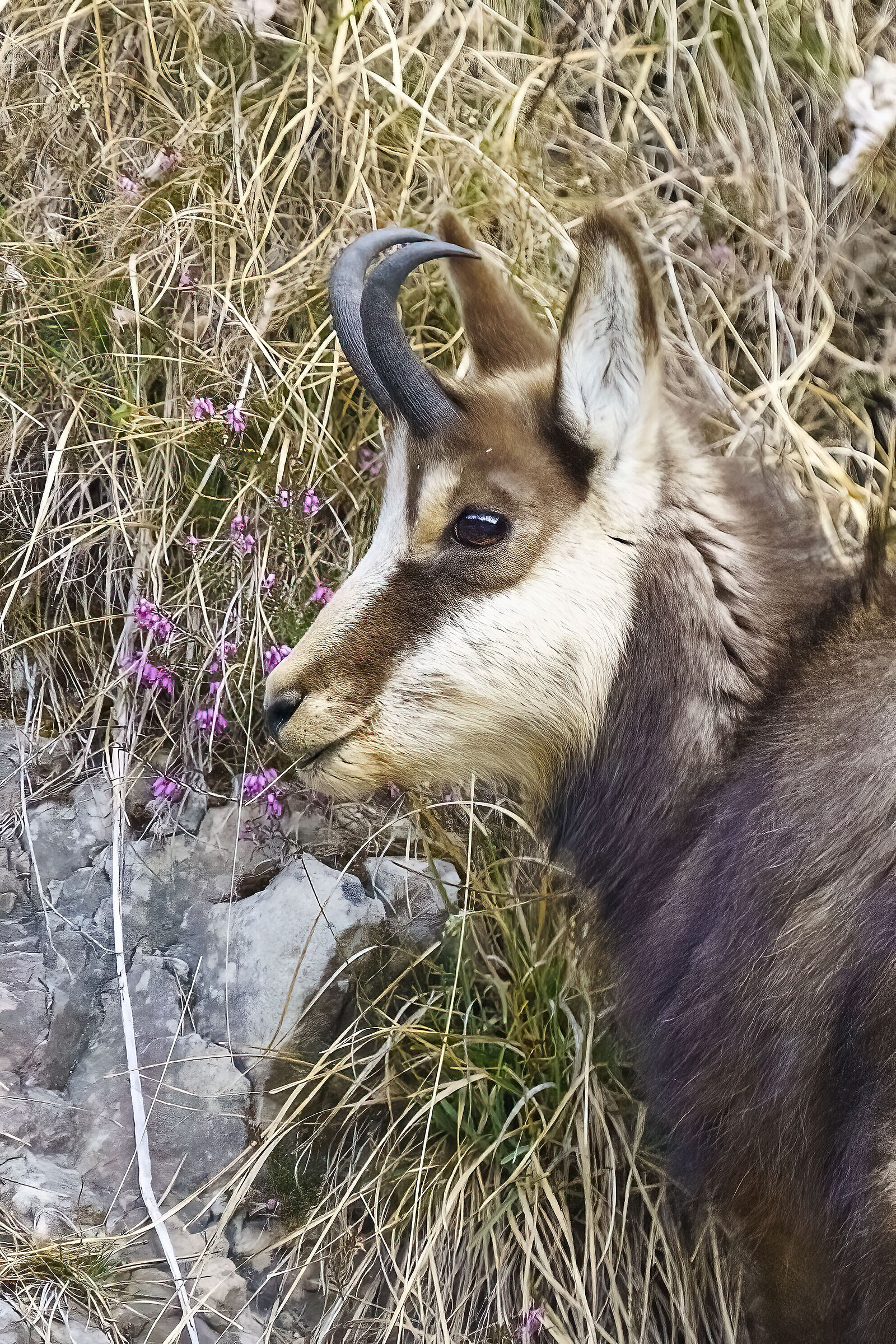 Always him, the young chamois