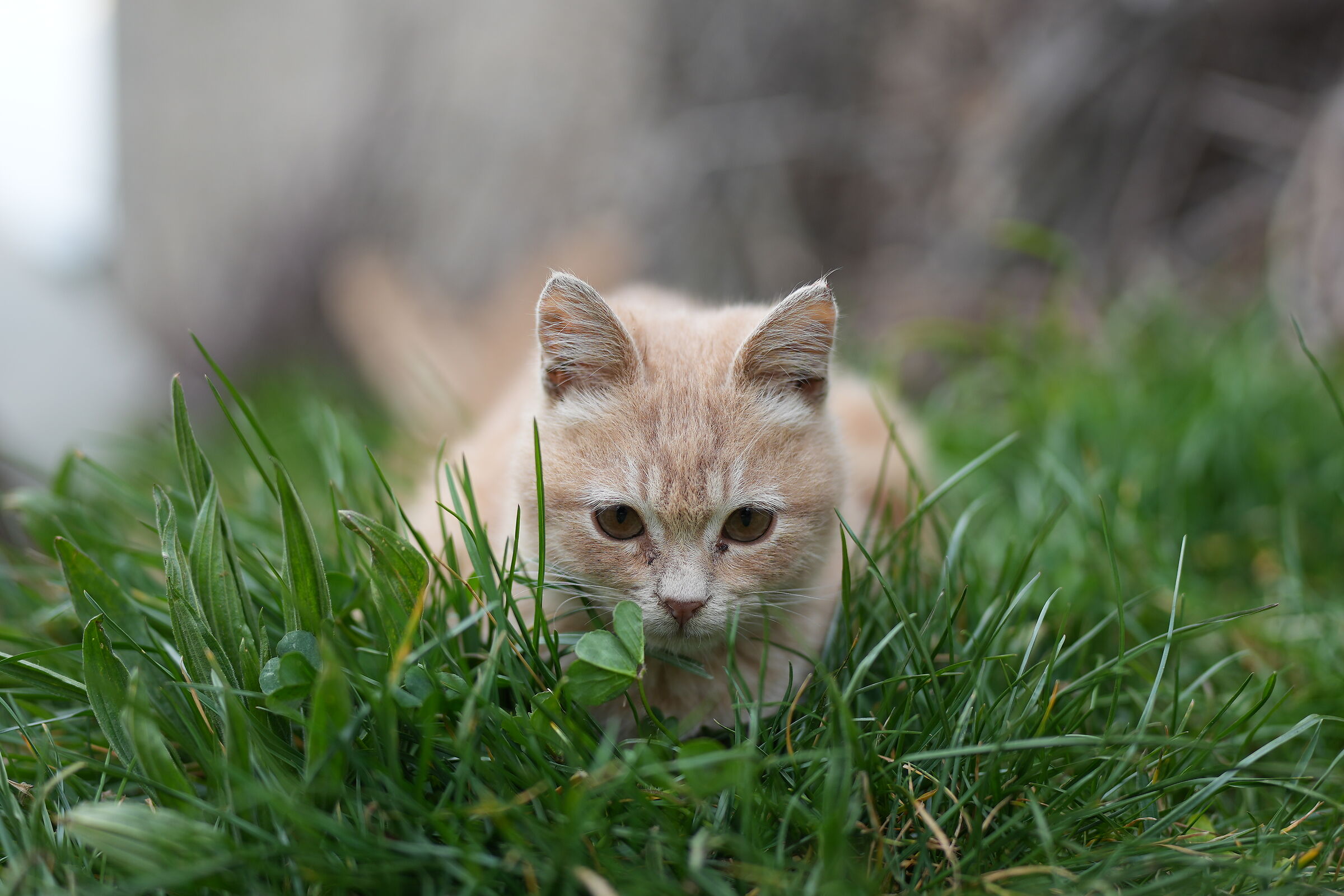 let's play to catch a prey