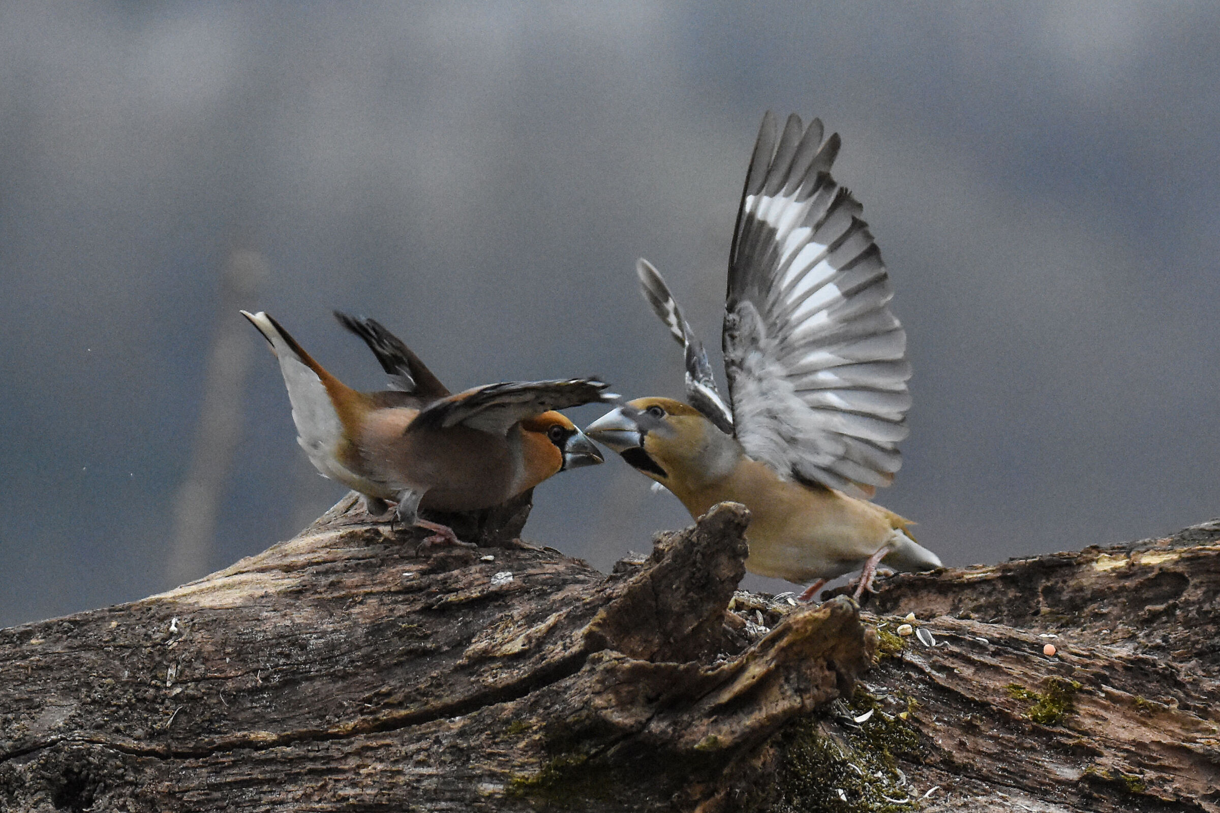 BEE-EATERS