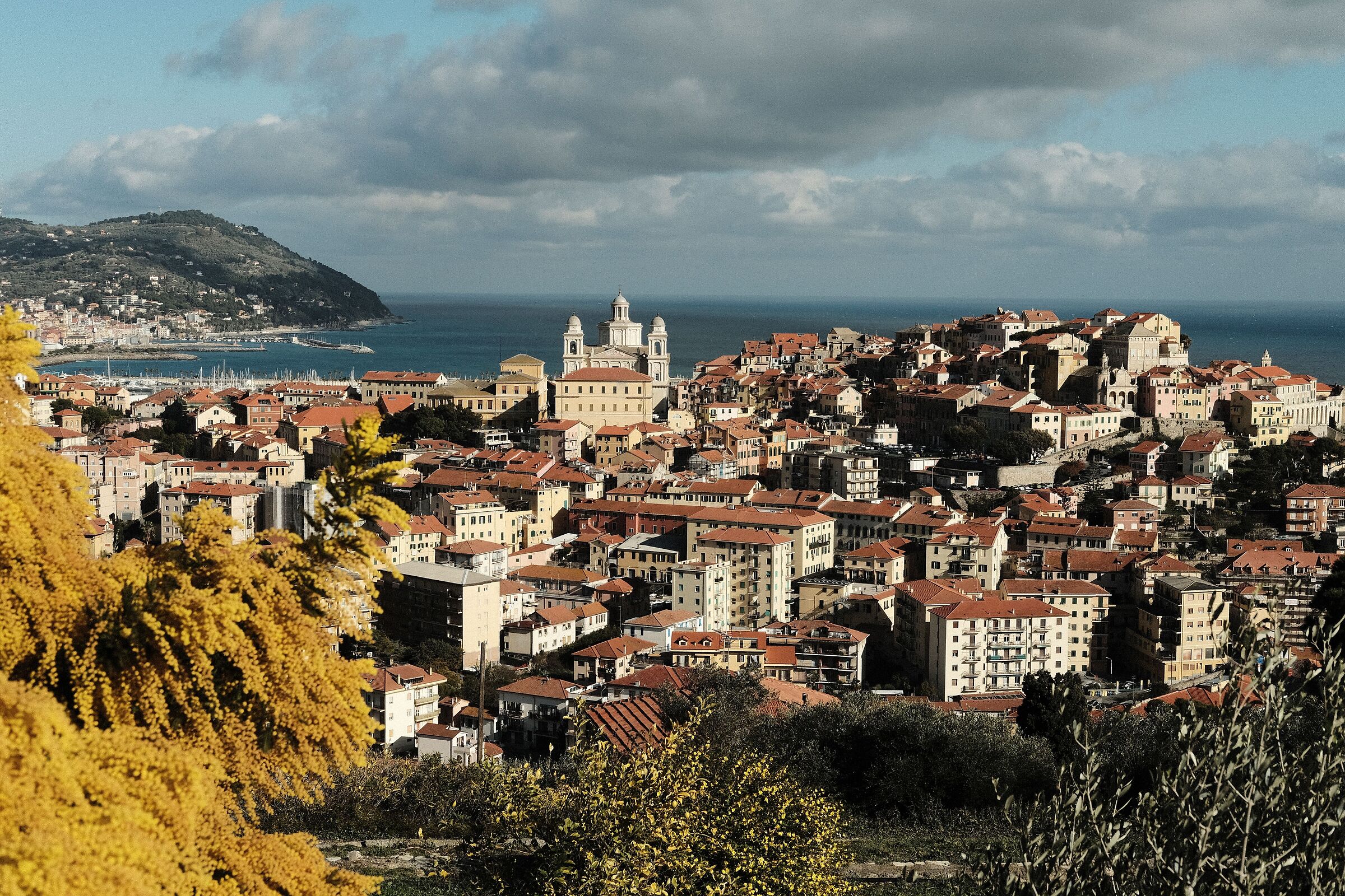 Mimosas and panorama of Porto Maurizio 1