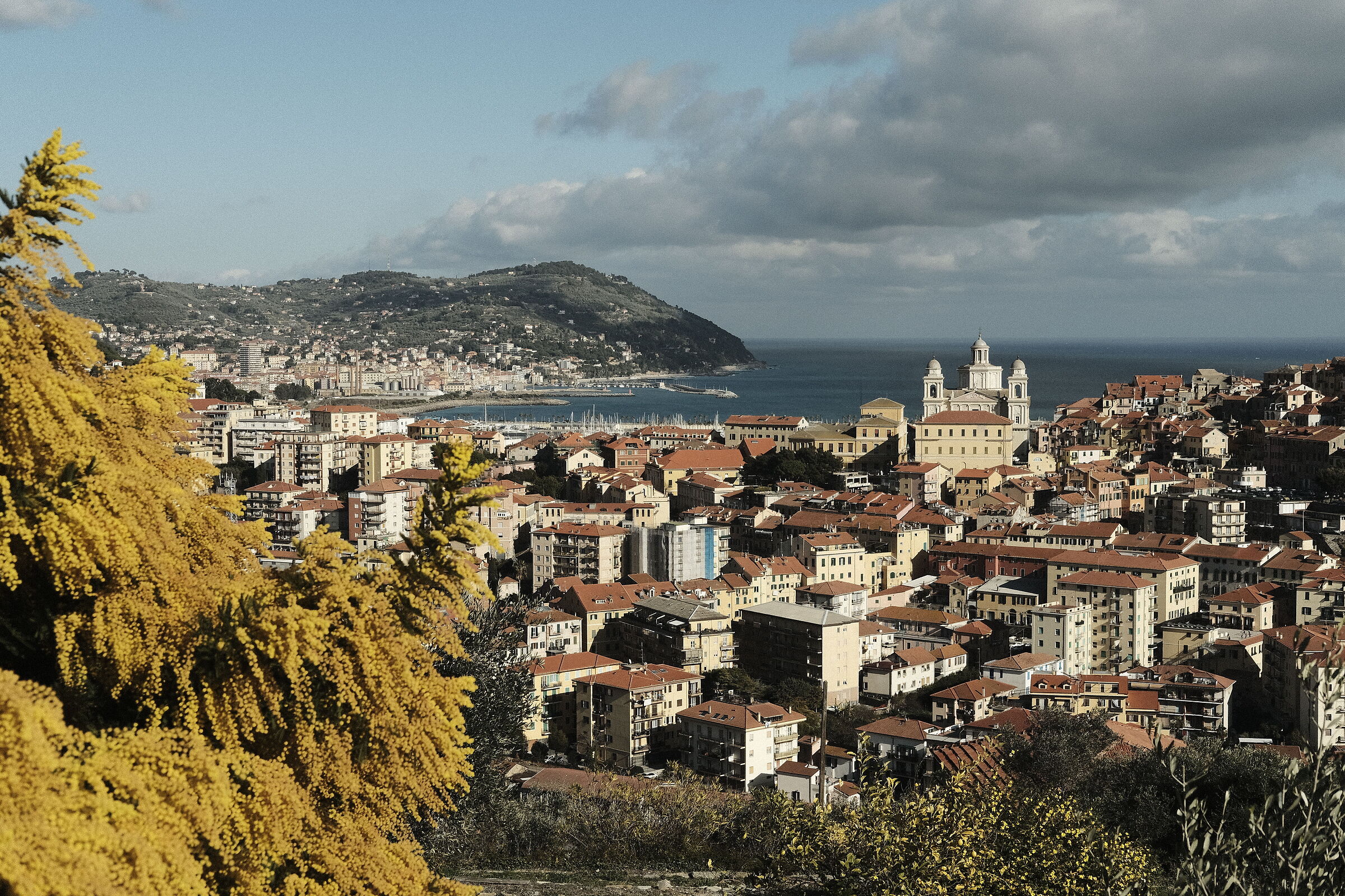 Mimosas and panorama of Porto Maurizio 2