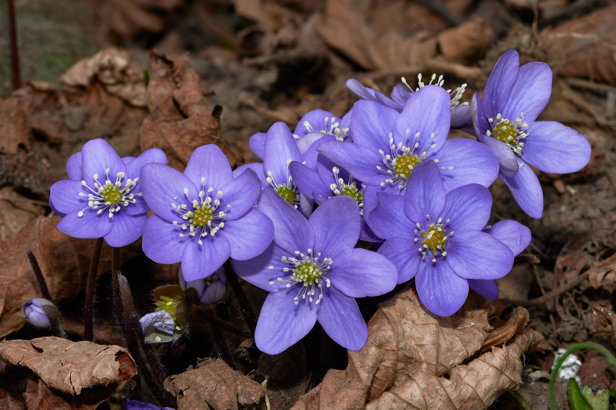 Hepatica nobilis