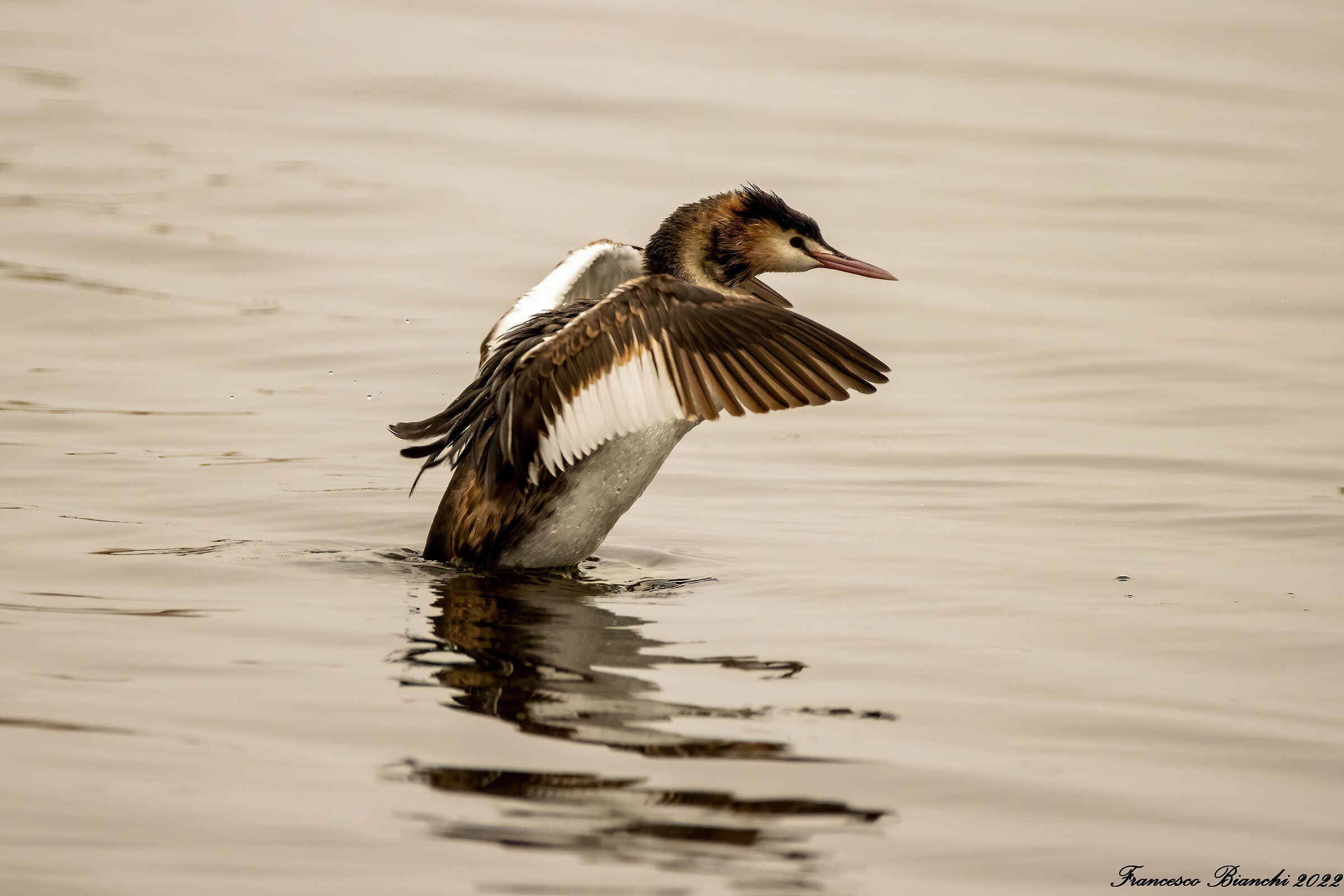 Grebe