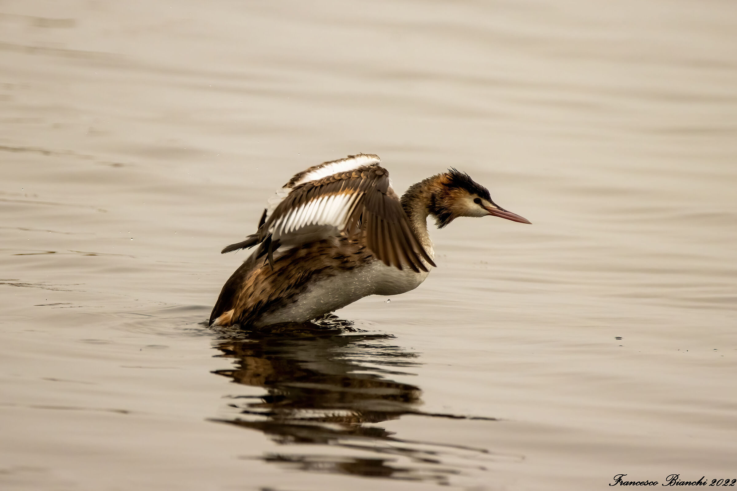 Grebe