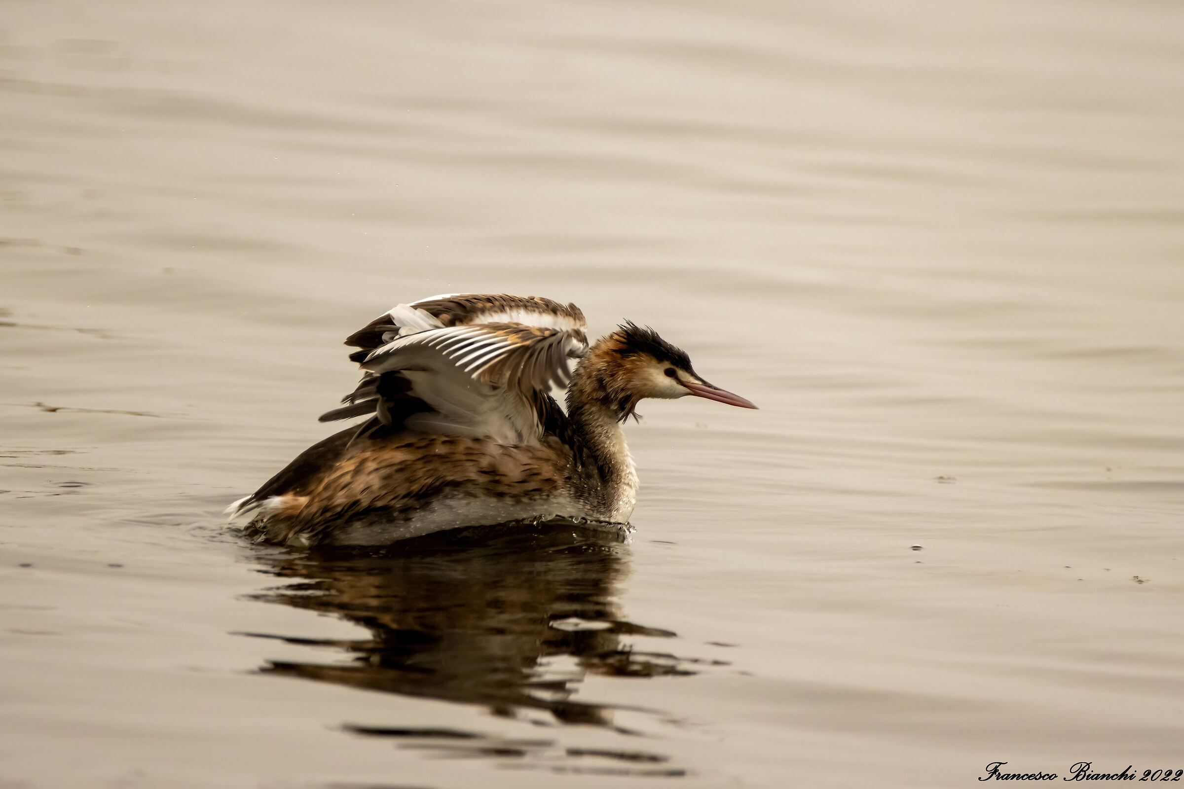 Grebe
