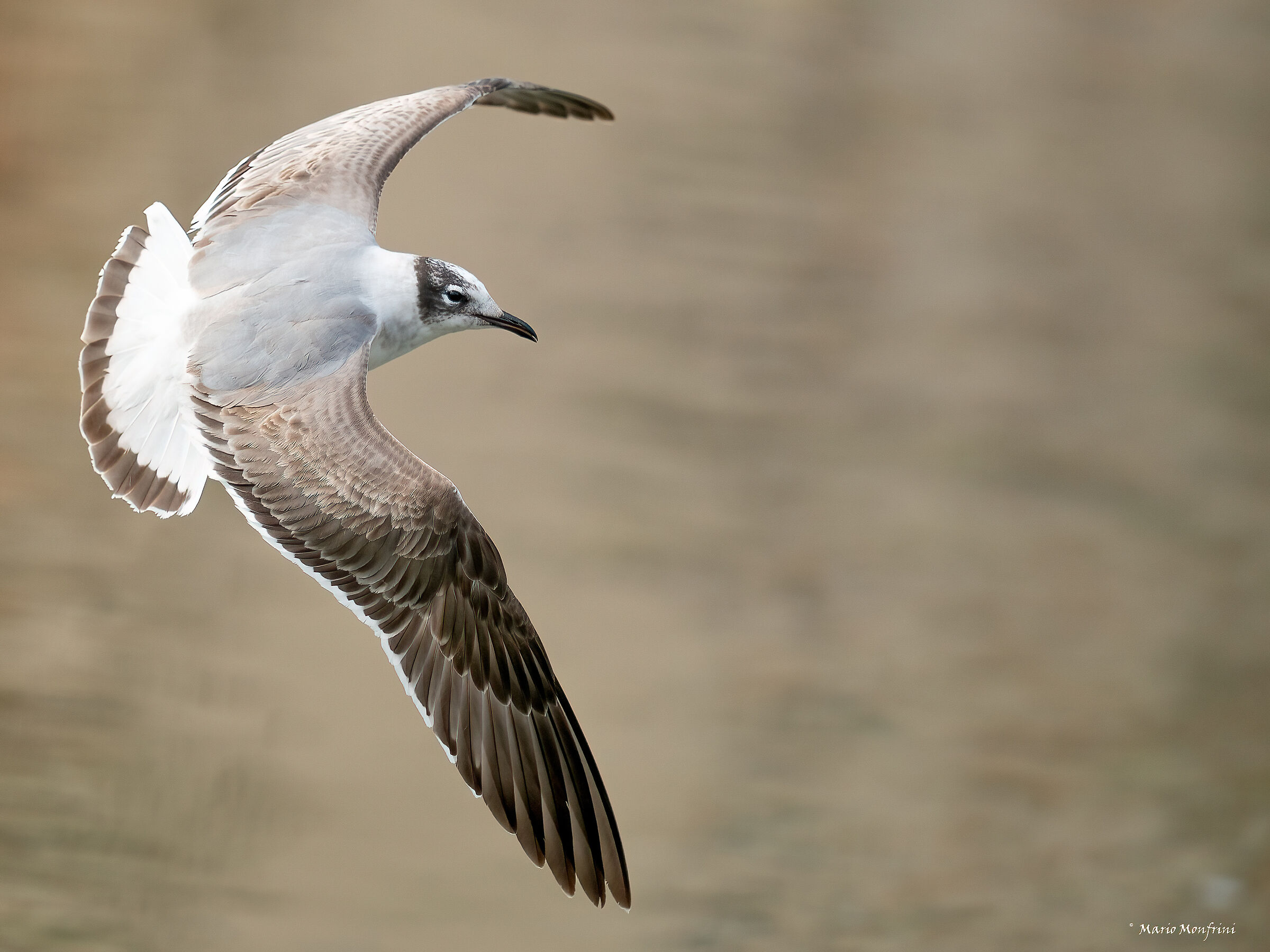 Franklin's Seagull in Liguria
