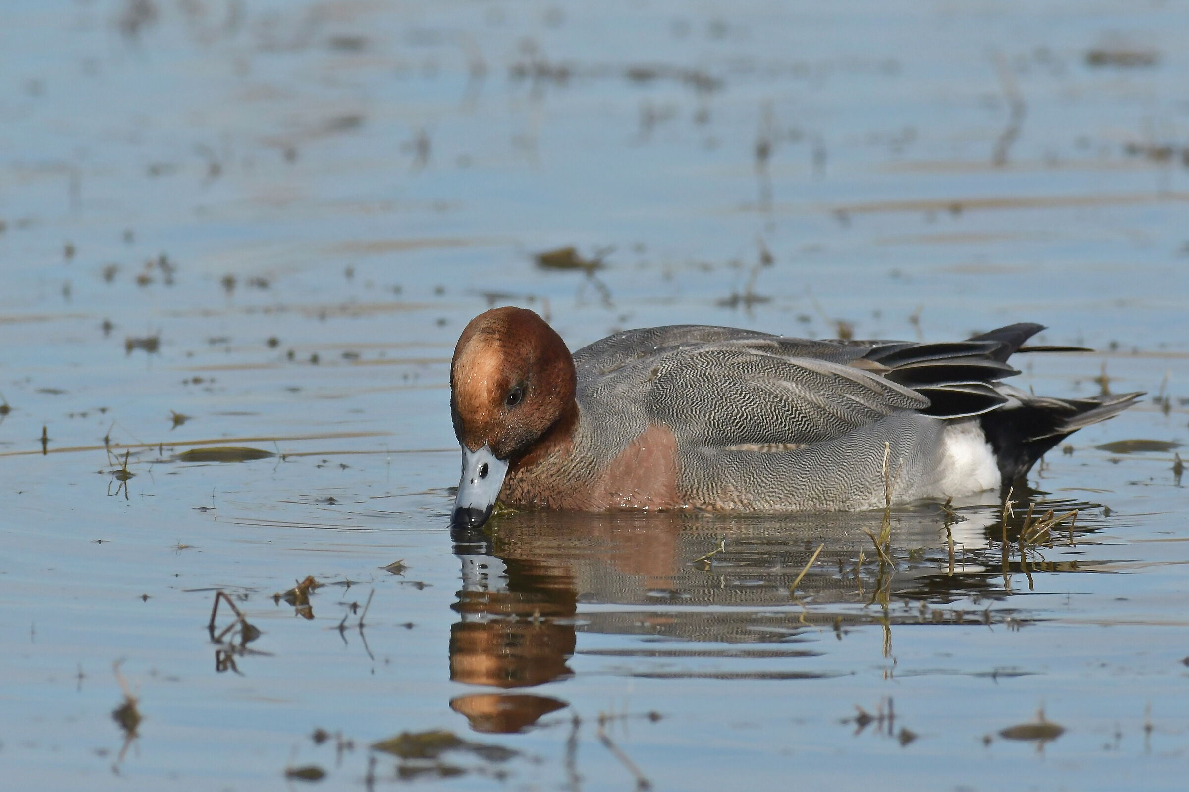 Eurasian wigeon
