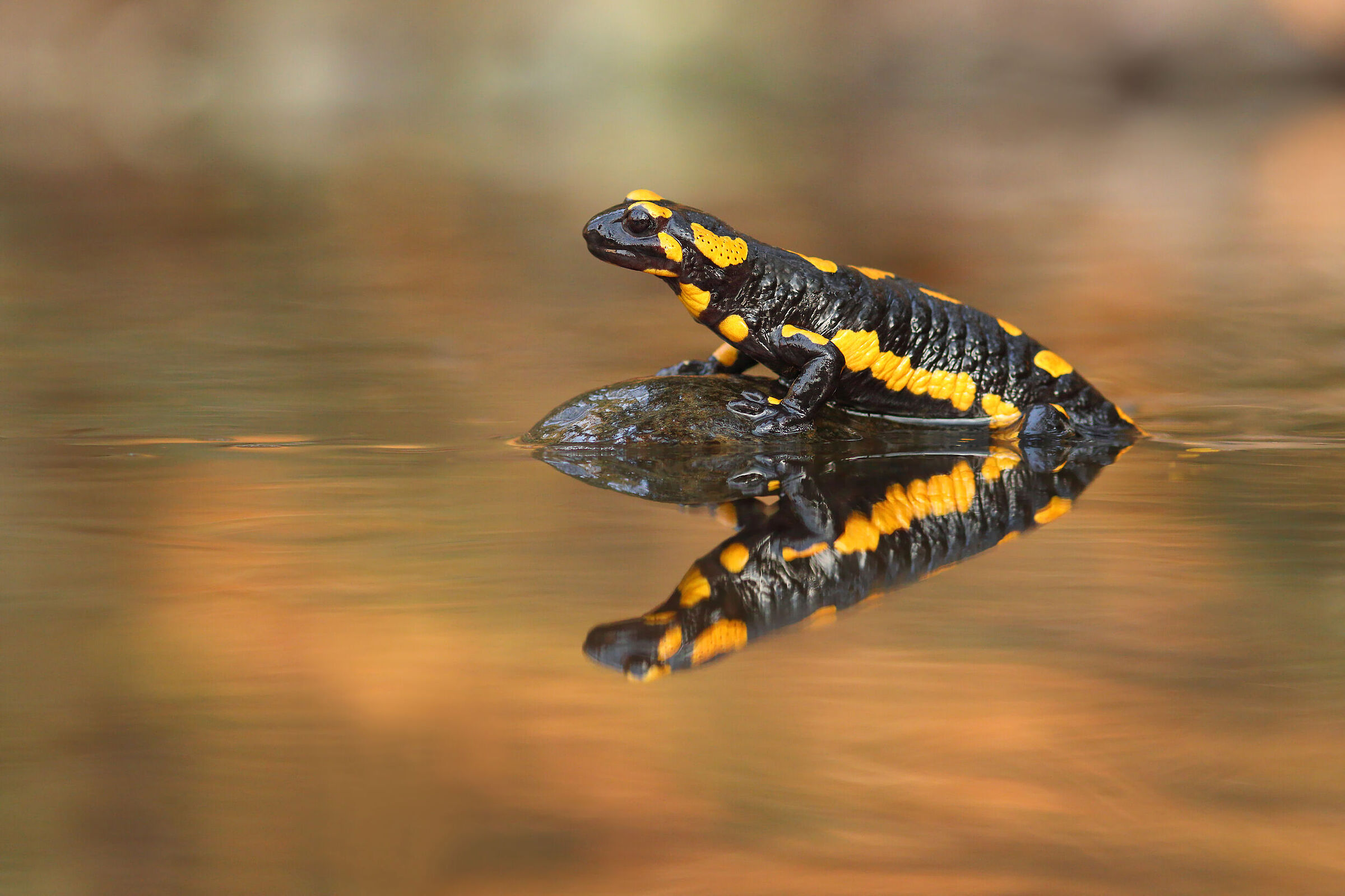 Salamandra salamandra