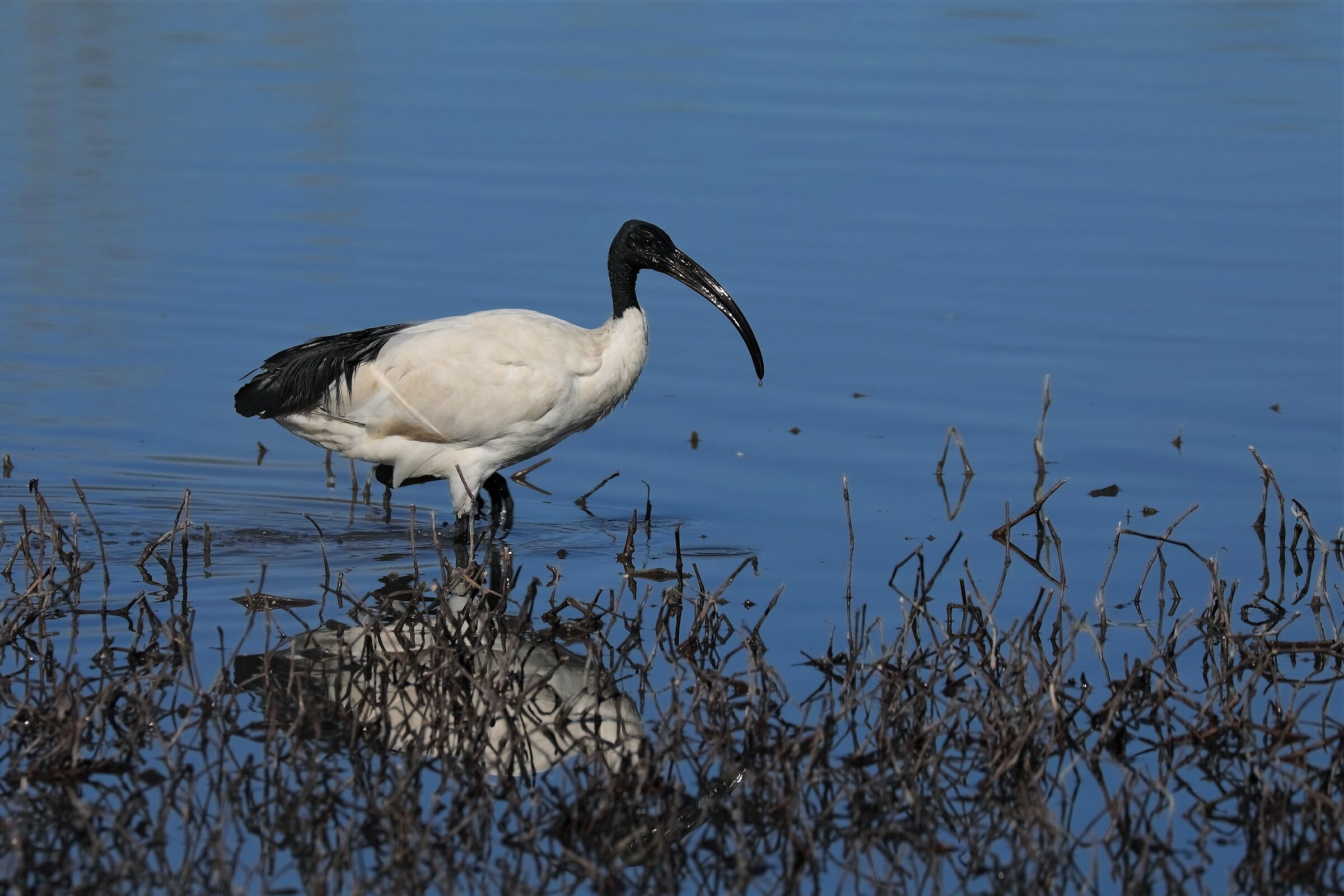 ibis