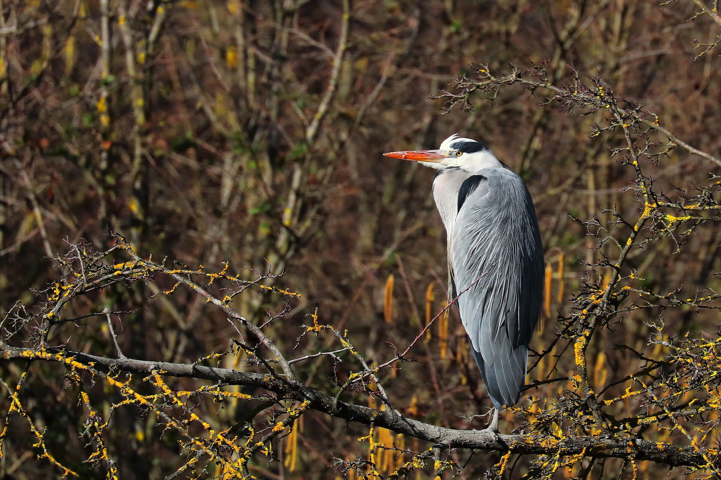 heron