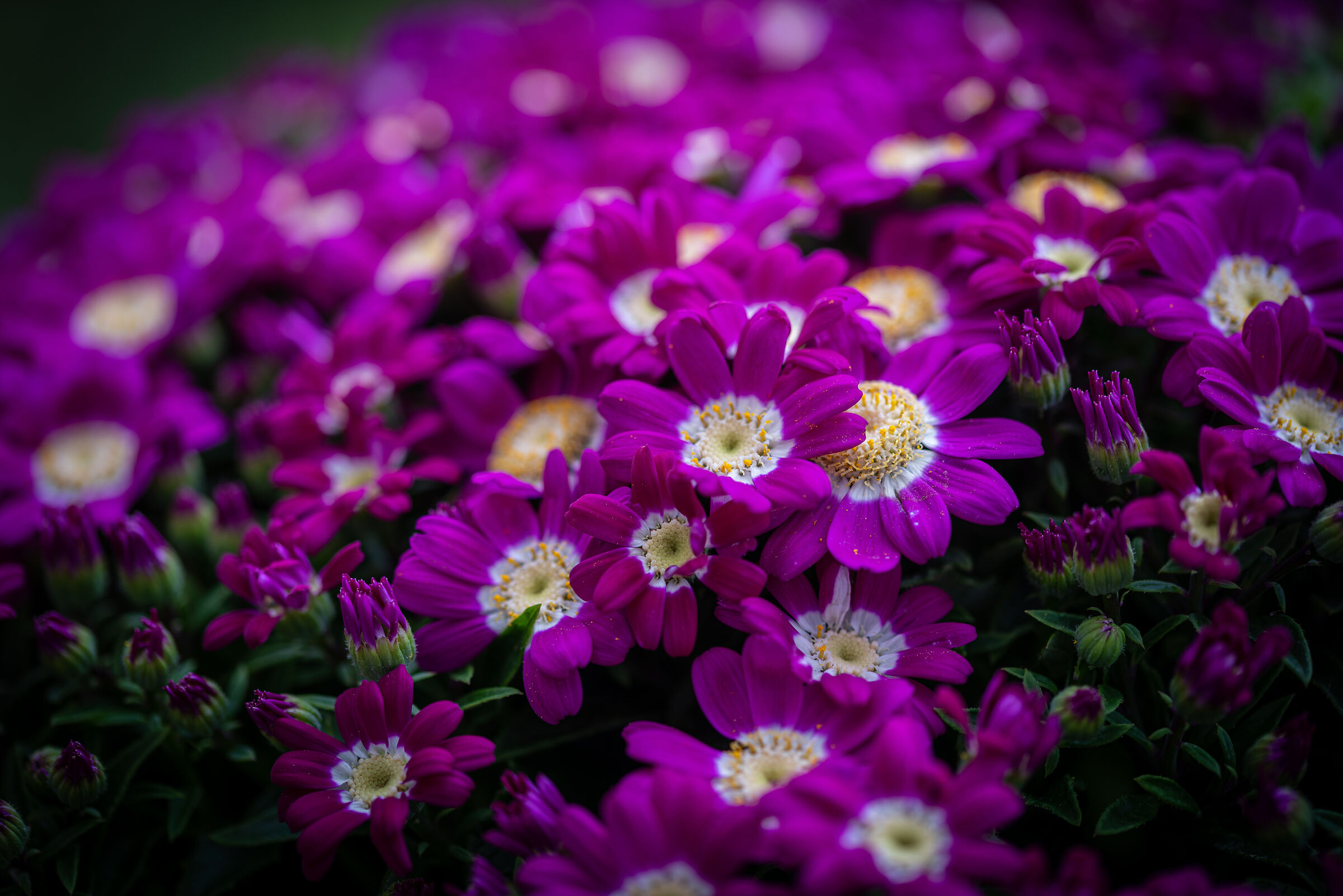 Untitled Photo