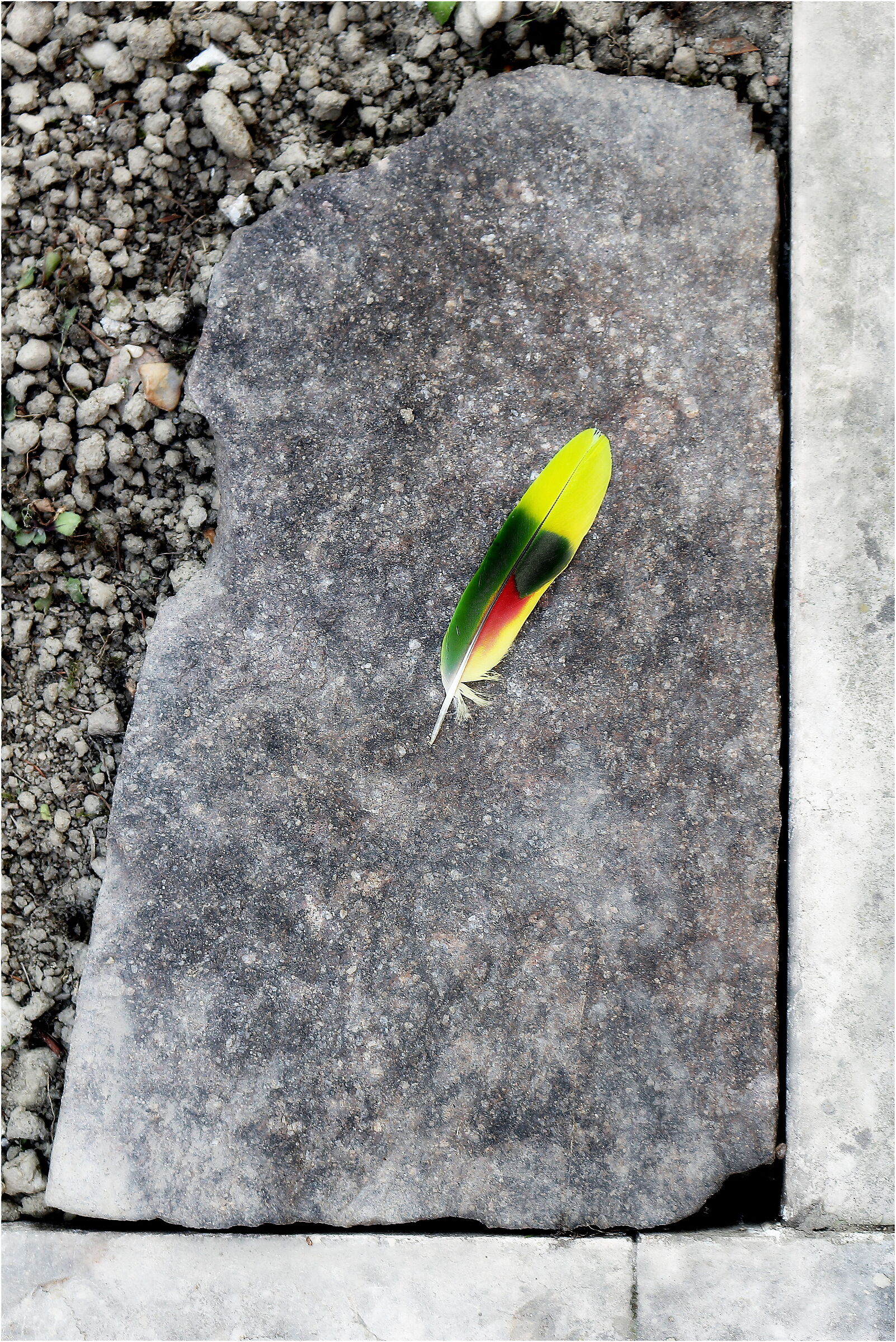 A memory as light as a colorful feather...