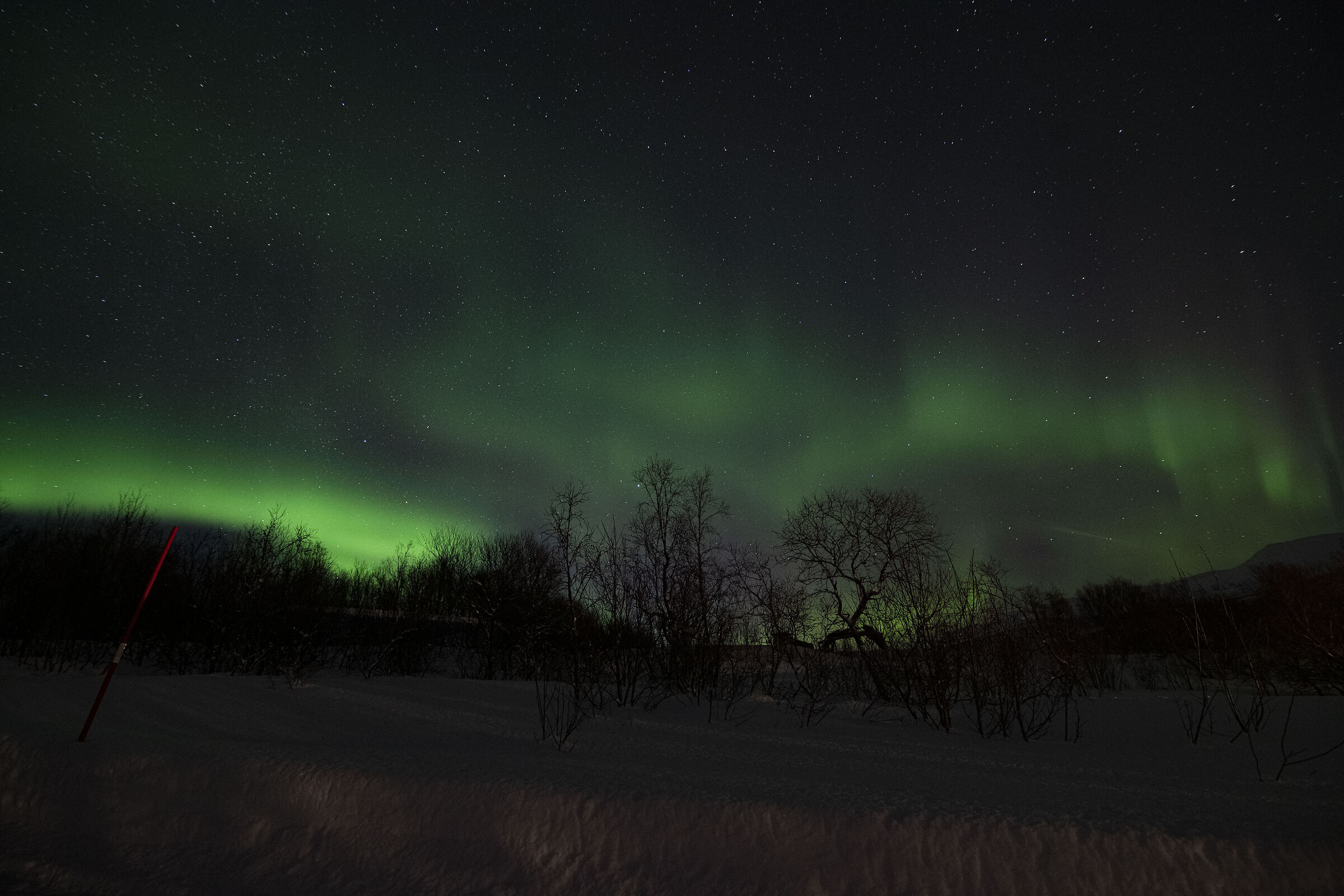 aurora verde