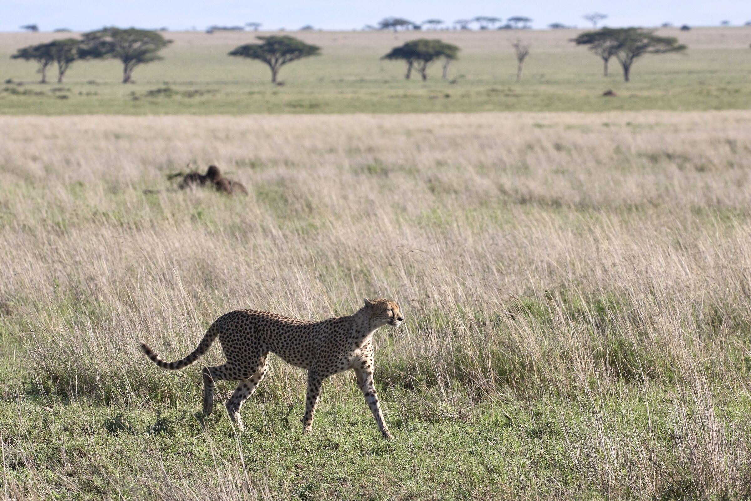In the savannah