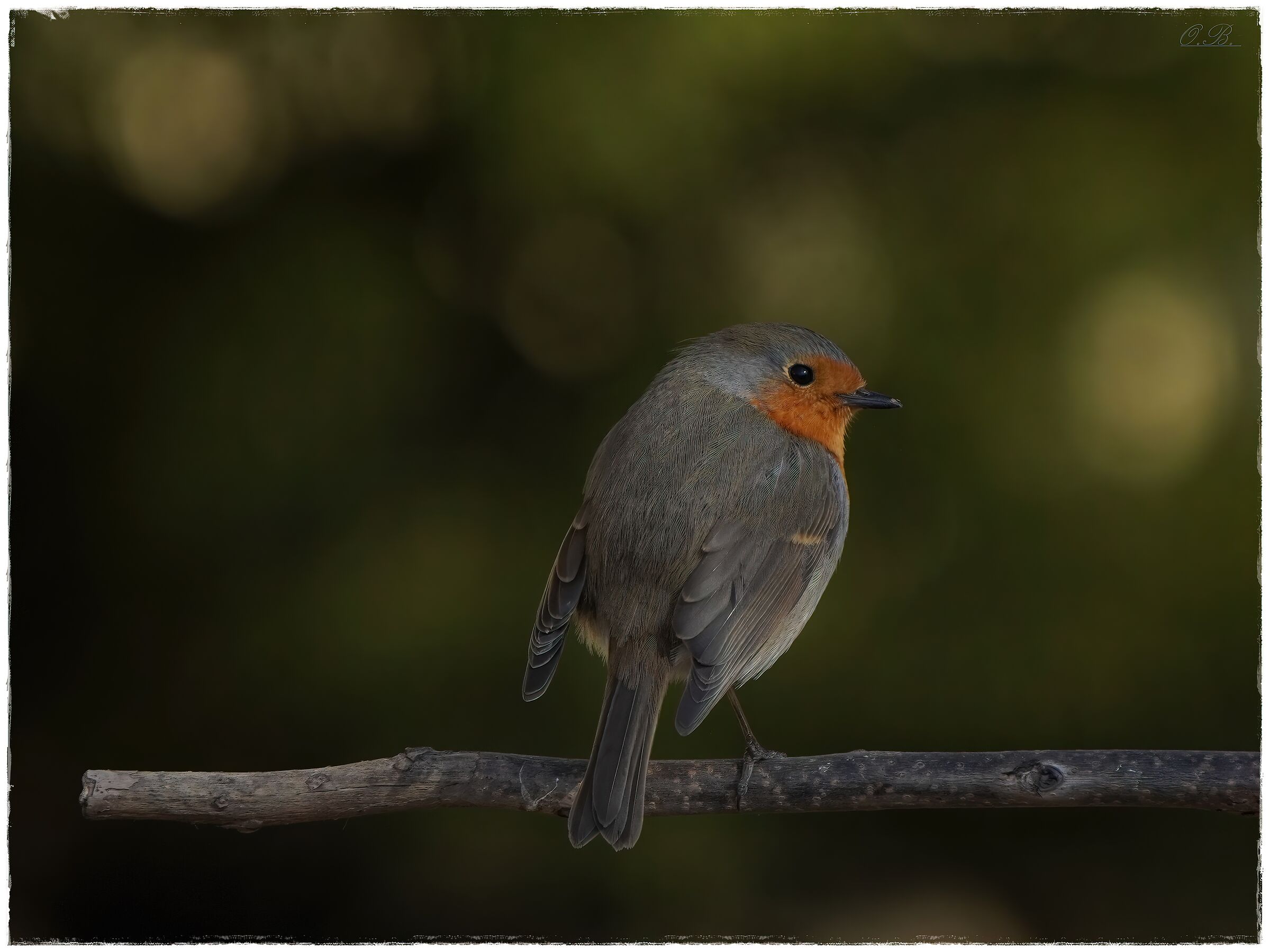 Robin turns shoulders