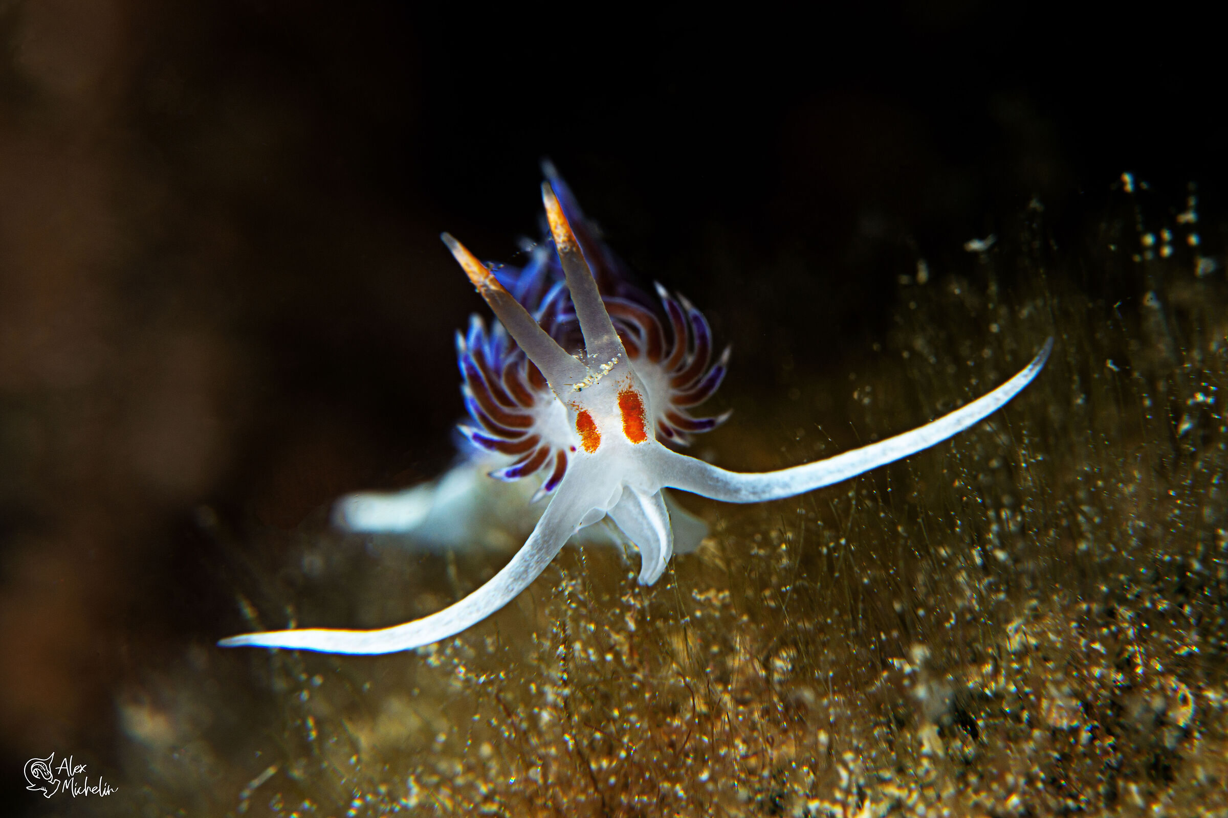 cratena peregrina