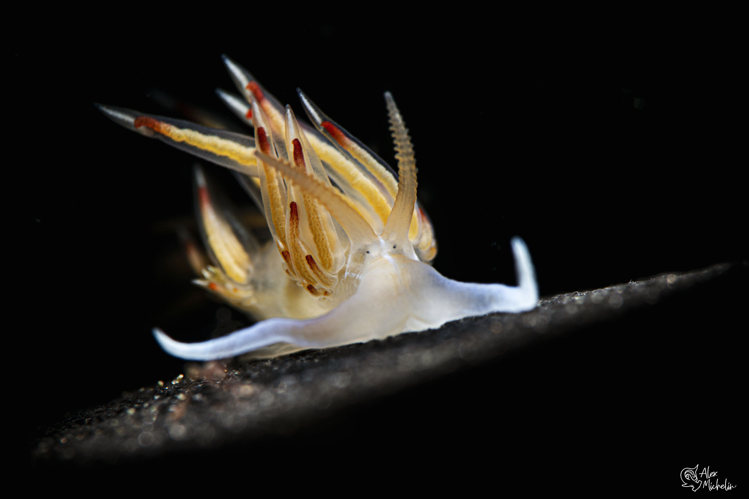 Nemesignis banyulensis