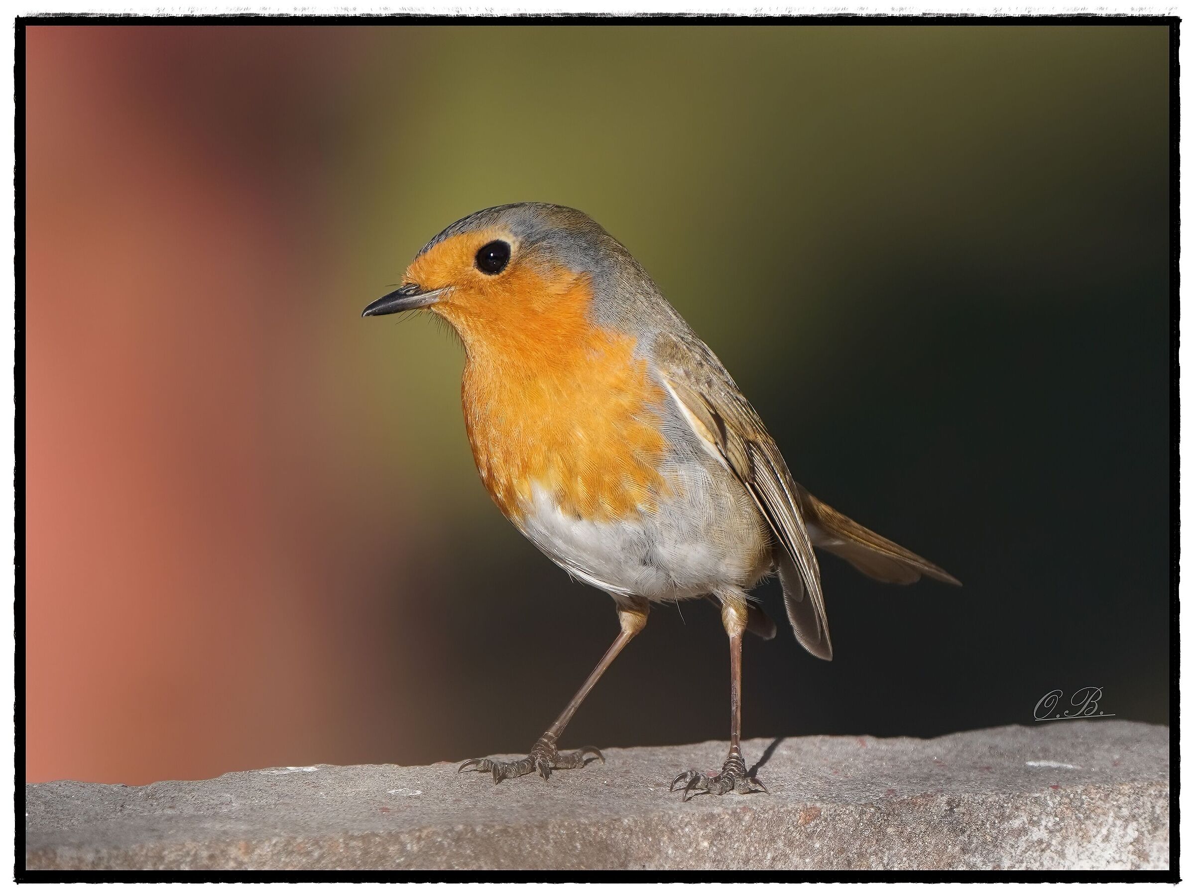 Robin posing