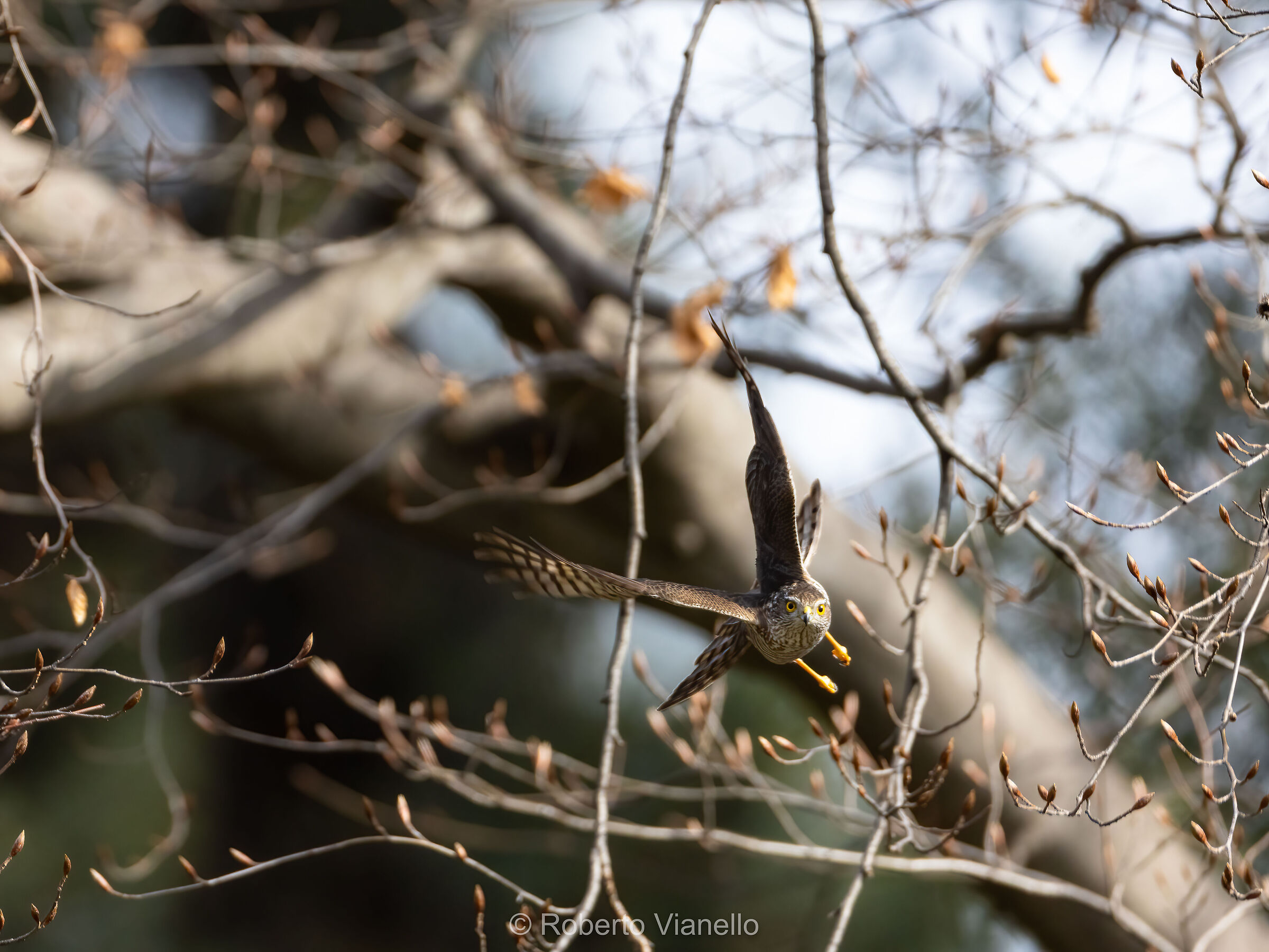 Sparviero (Accipiter nisus)