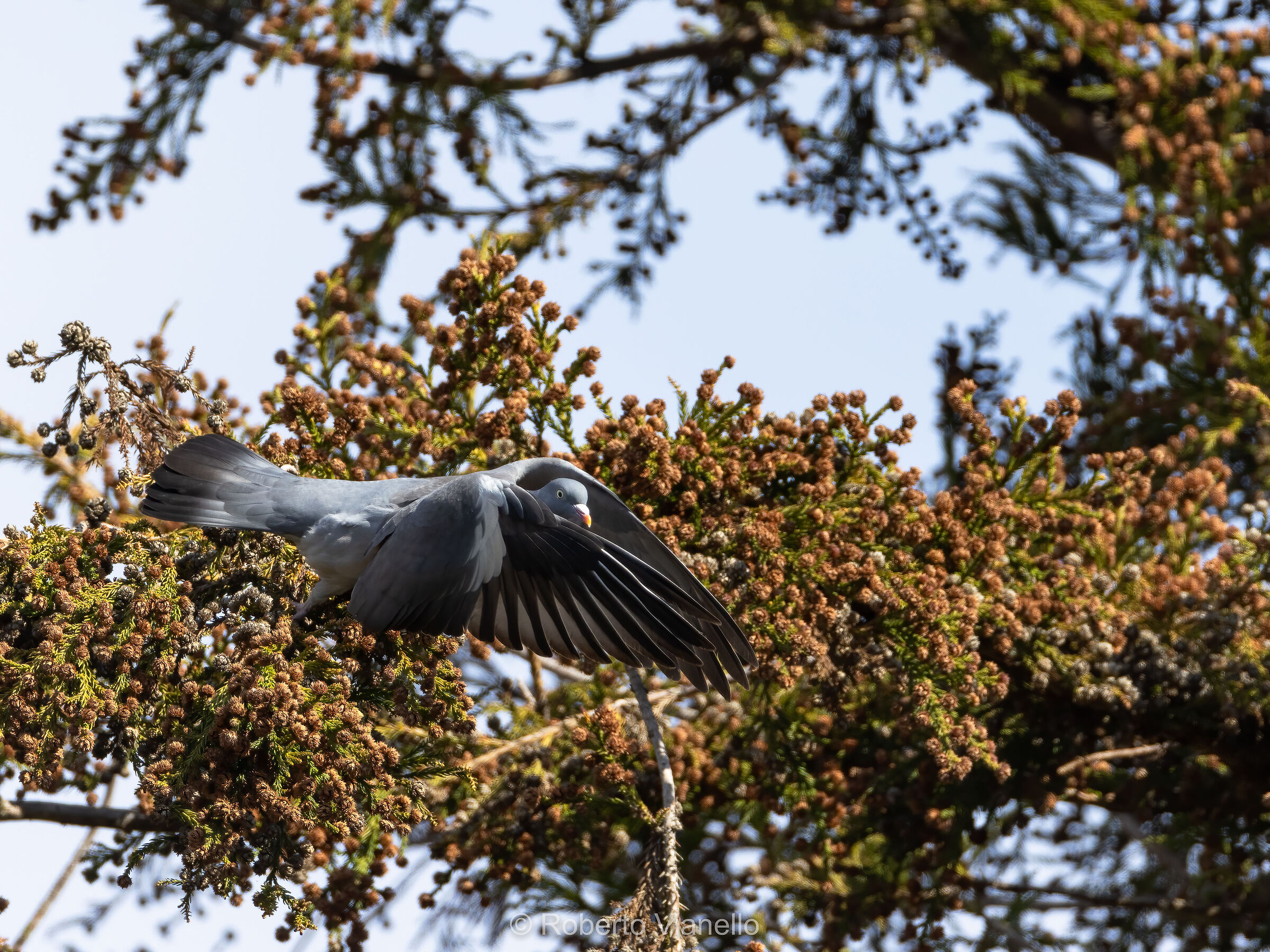 Colombaccio (Columba palumbus)