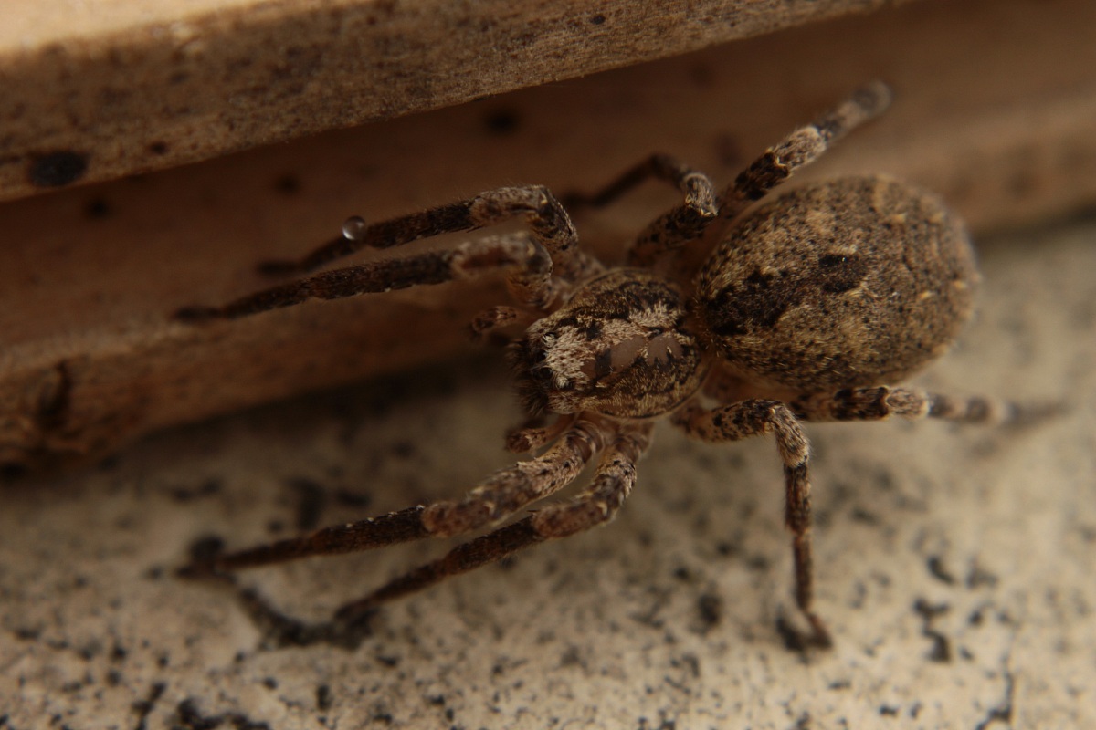 con  goccia sulla zampa