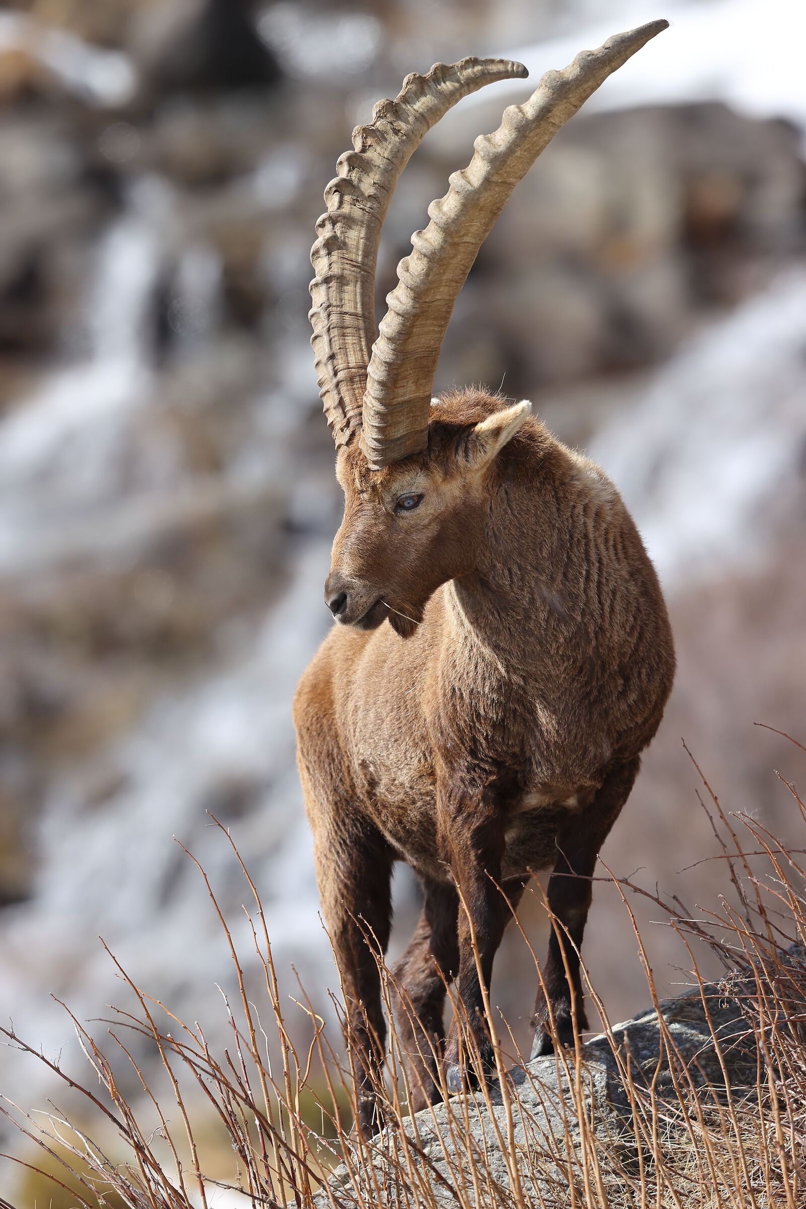 Ibex